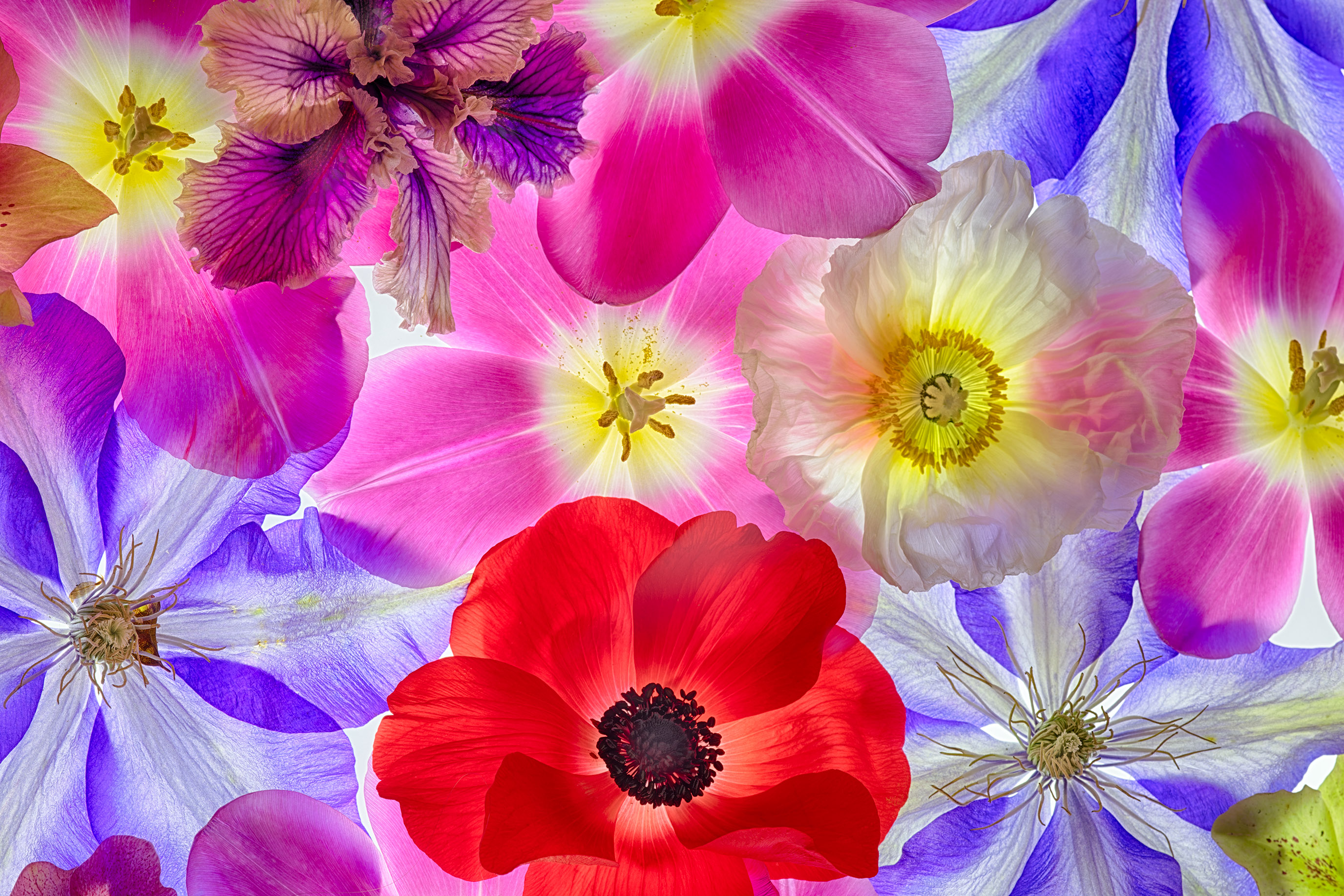 Color Field of Flowers