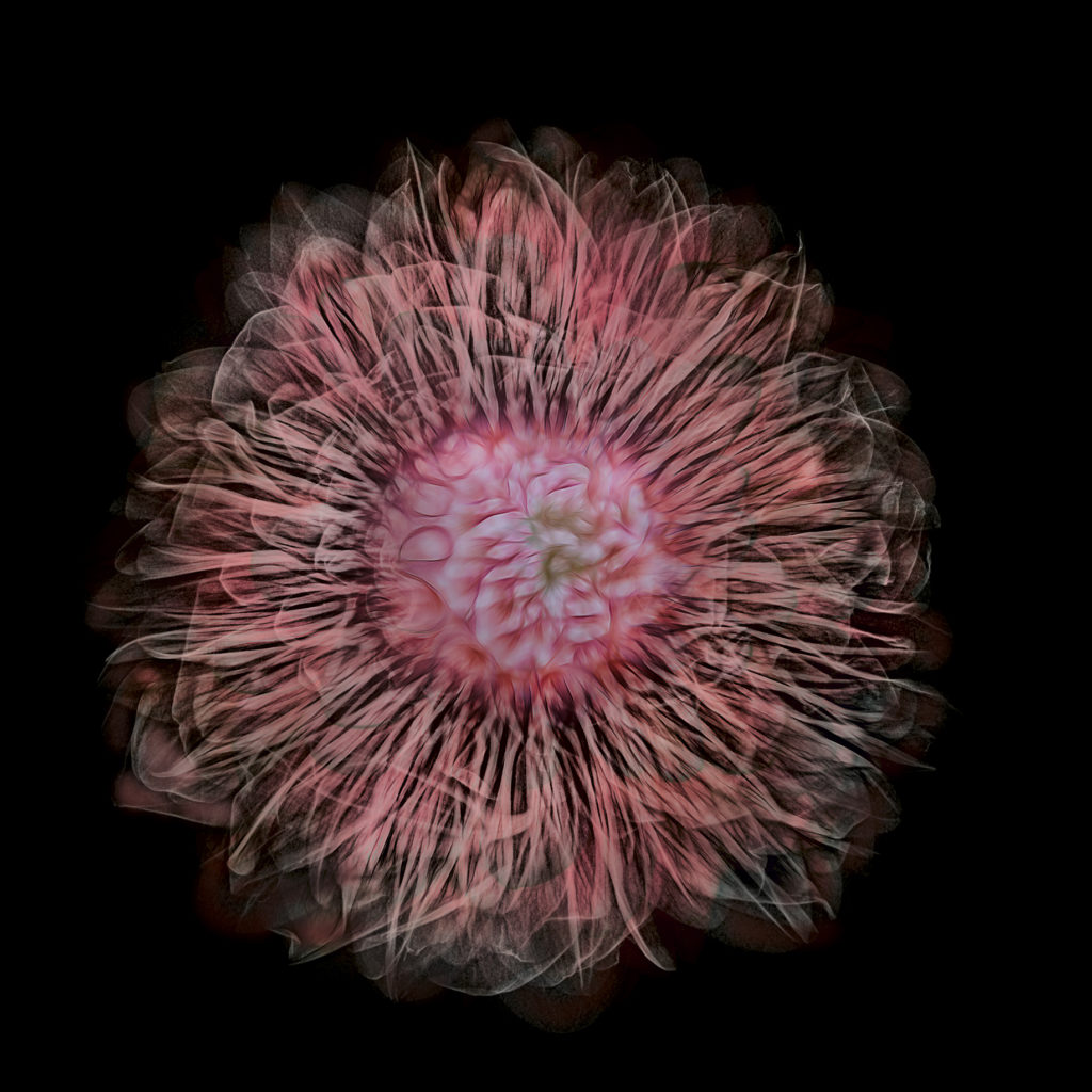 XRay Photos of Flowers Harold Davis