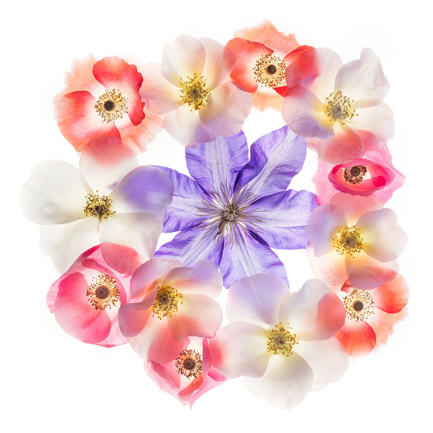 Mandala with Clematis and Poppies © Harold Davis