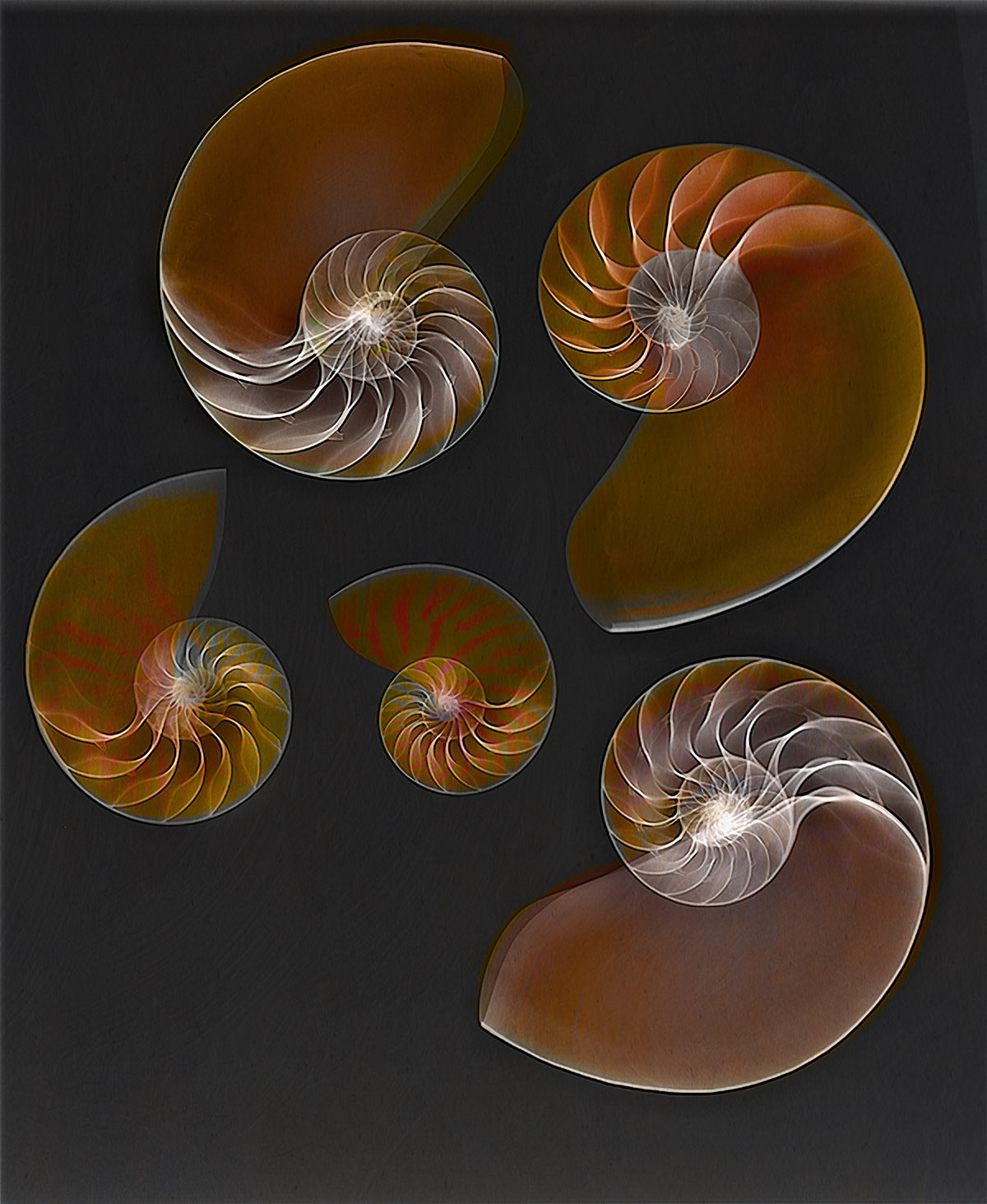 Nautilus Shells on Black - Fusion © Harold Davis