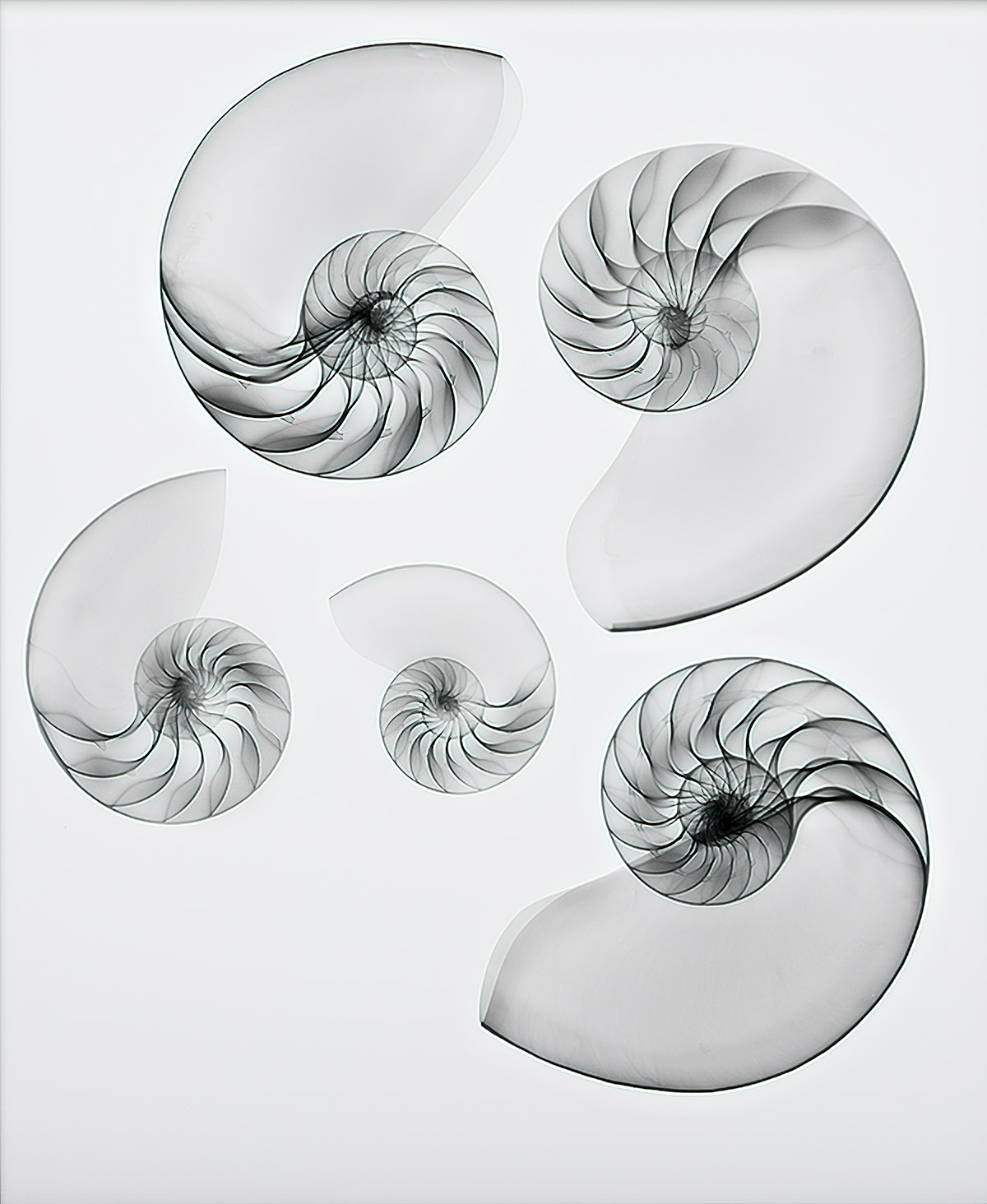 Nautilus Shells on White © Harold Davis