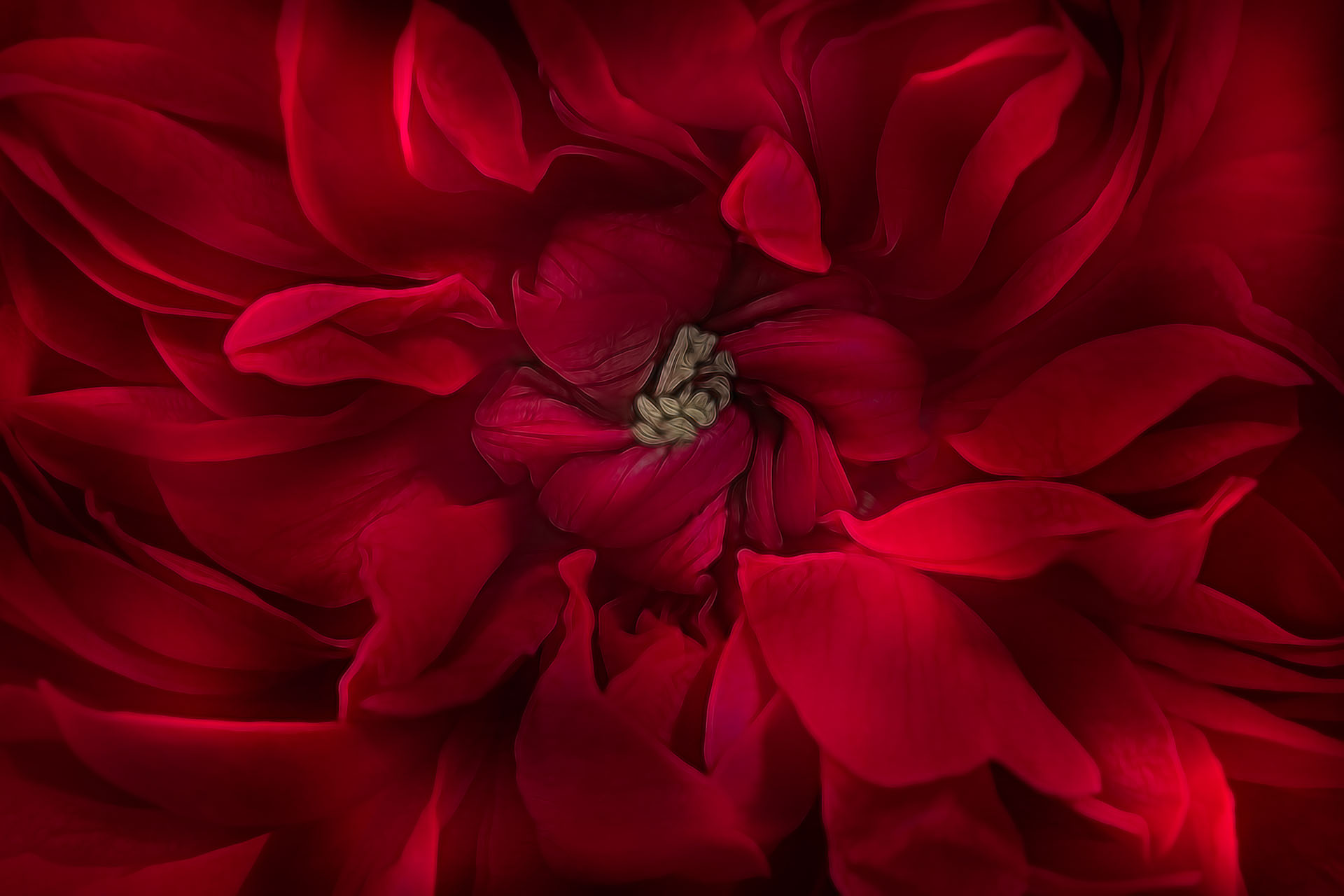 Old-Fashioned Rose © Harold Davis