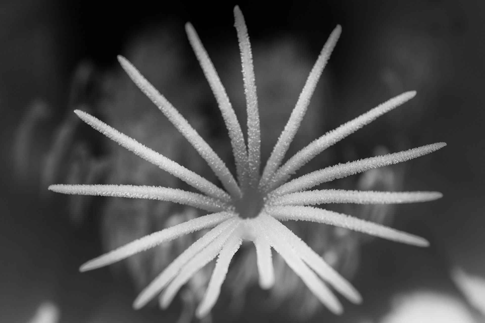 Cactus Flower Detail III © Harold Davis