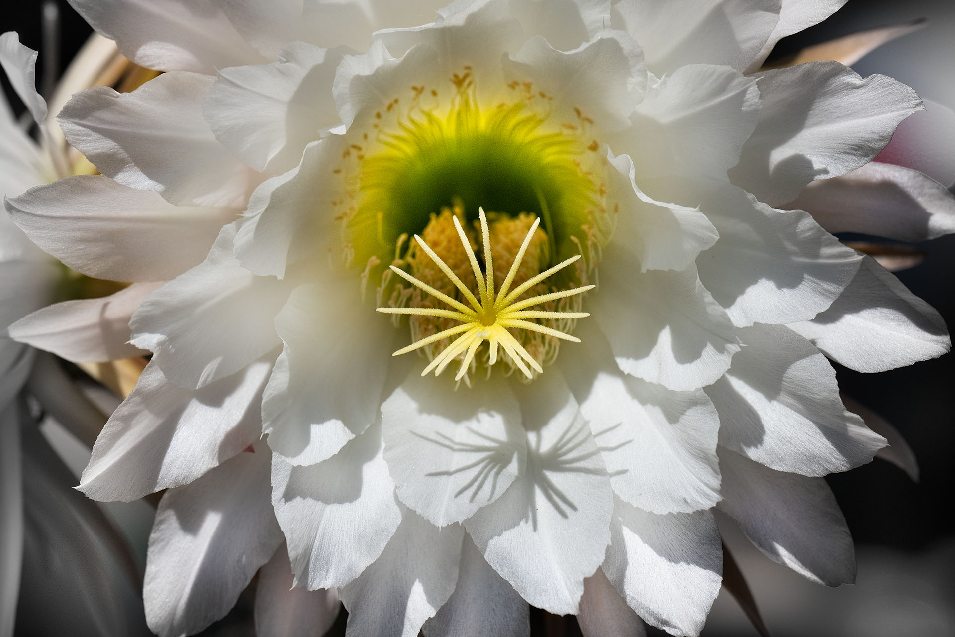 Cactus Flower © Harold Davis