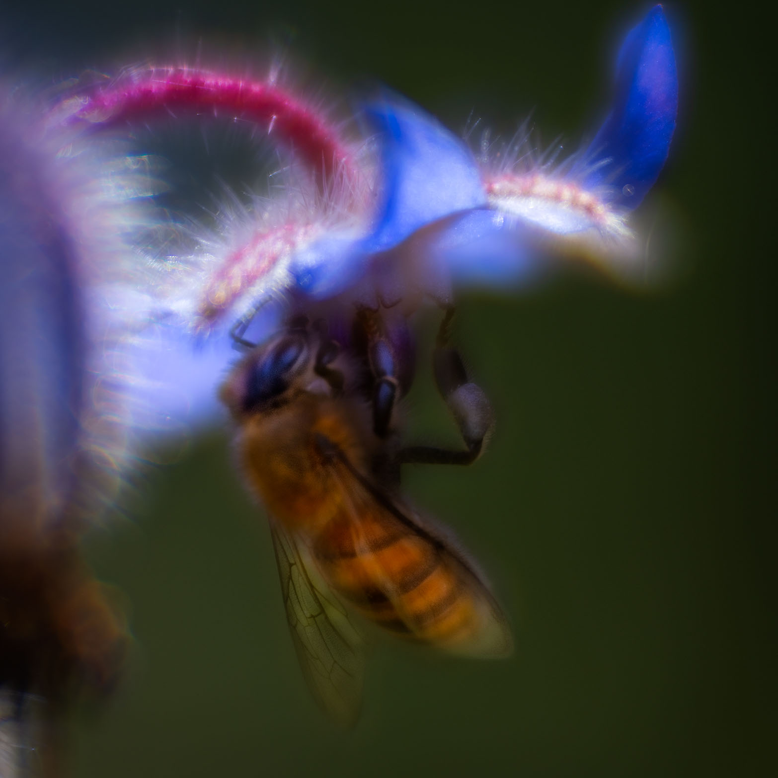 Bee the Light © Harold Davis