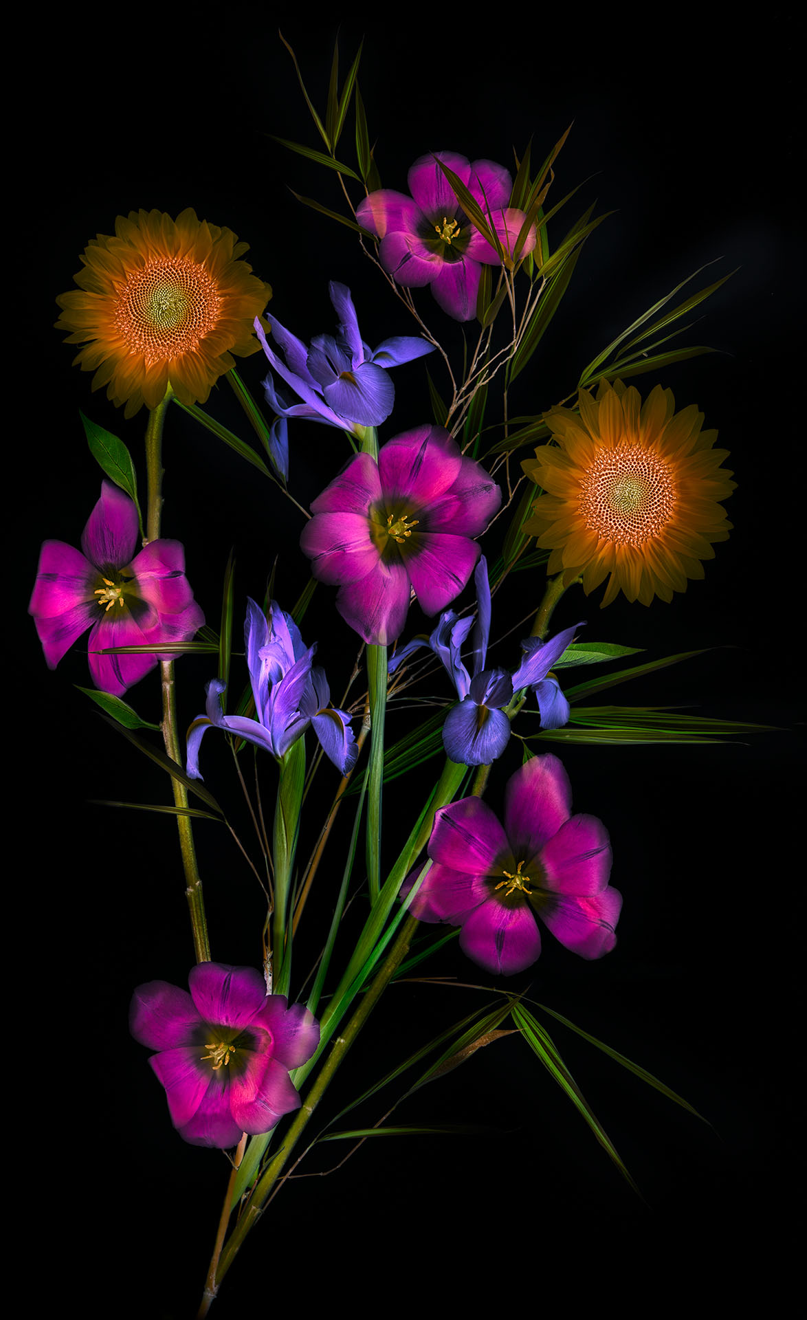 Flower Magic on Black © Harold Davis