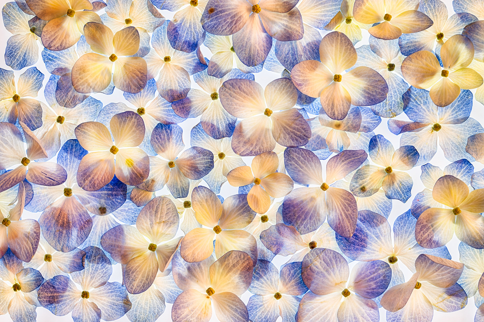 Hydrangea Blossoms © Harold Davis