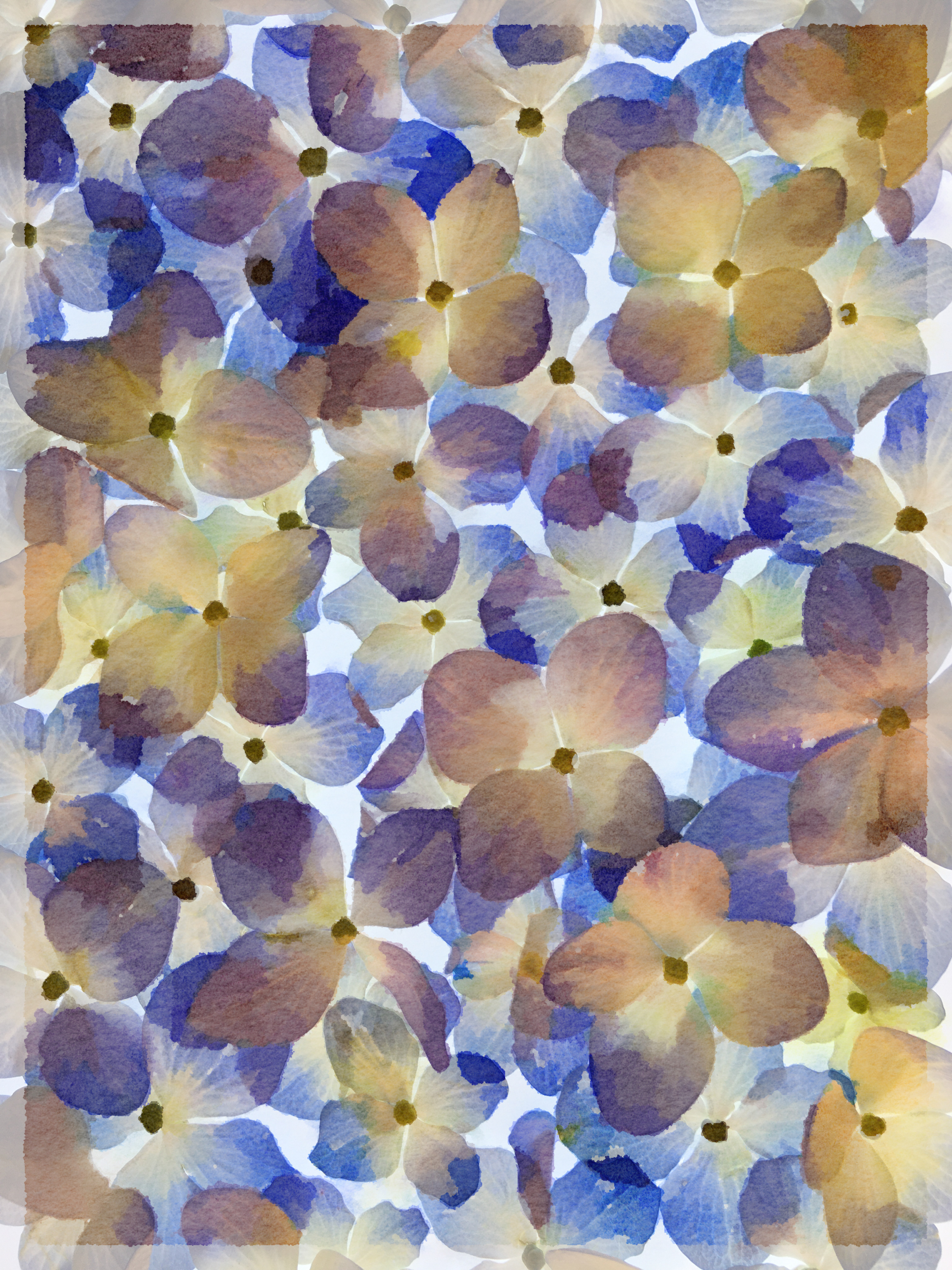 Hydrangea Petals (via iPhone) © Harold Davis