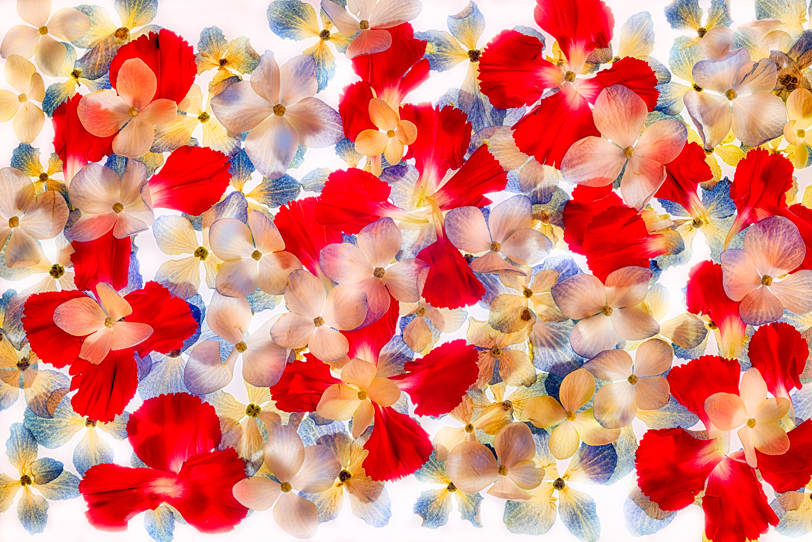 Hydrangea and Carnation Petals © Harold Davis