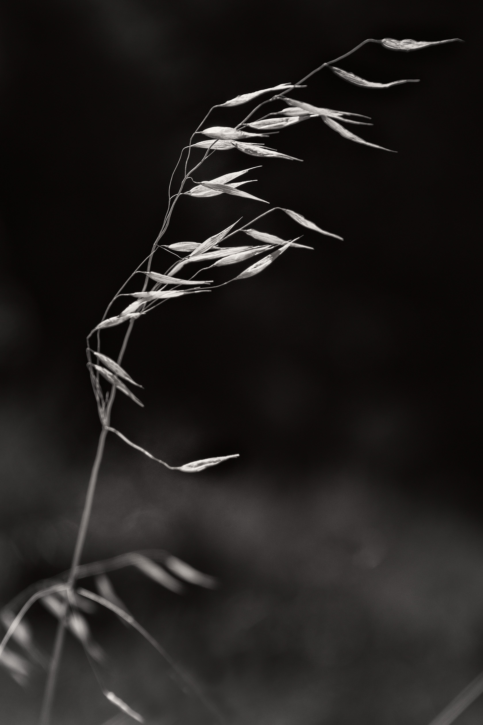 Windblown Weed, King Range © Harold Davis