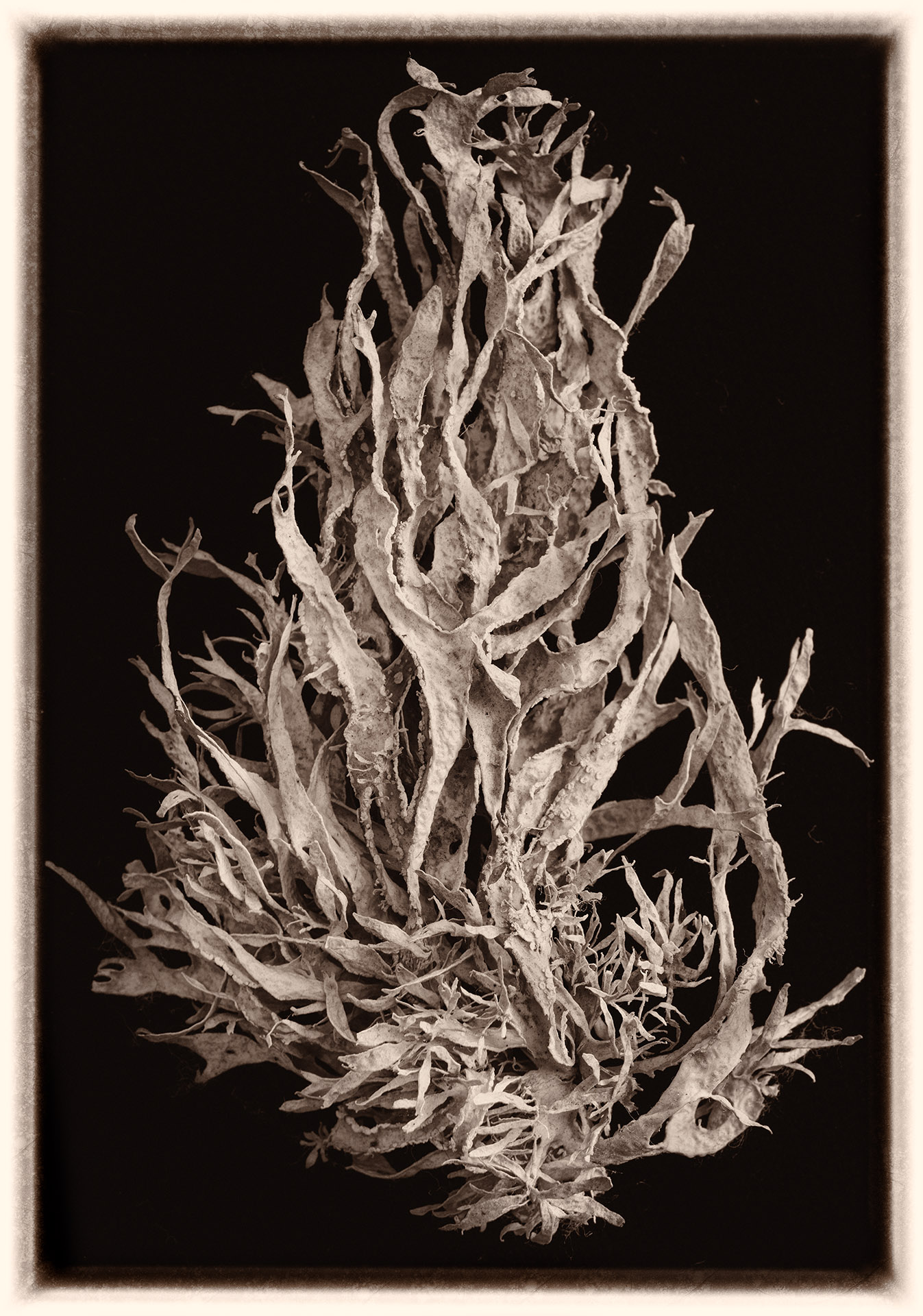 Lichen © Harold Davis