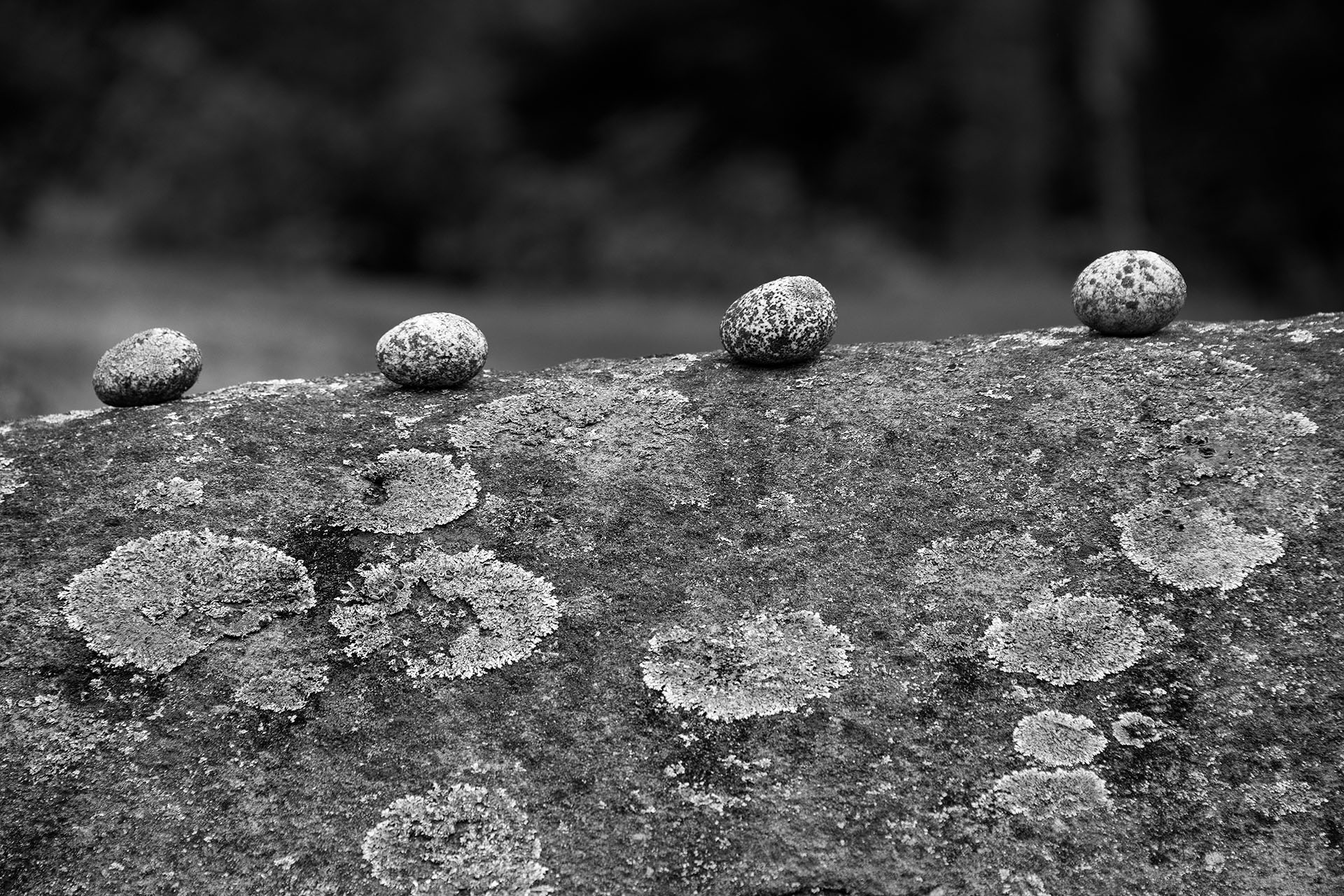 Stones and Lichen © Hartold Davis