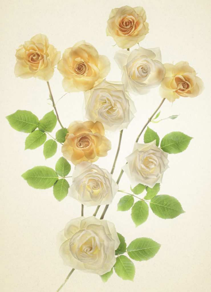 First Flowers of the Decade – Harold Davis
