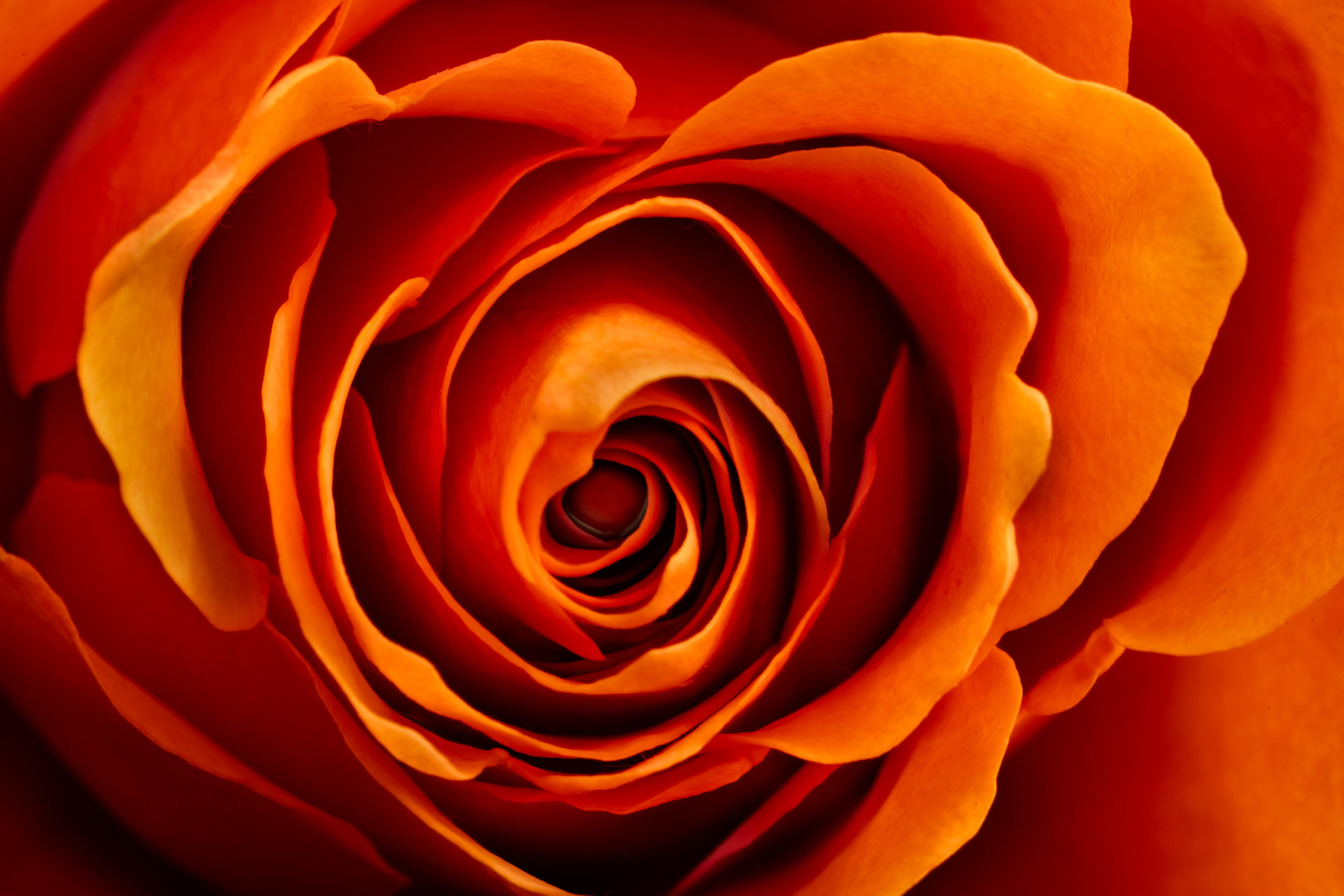 Orange Rose © Harold Davis