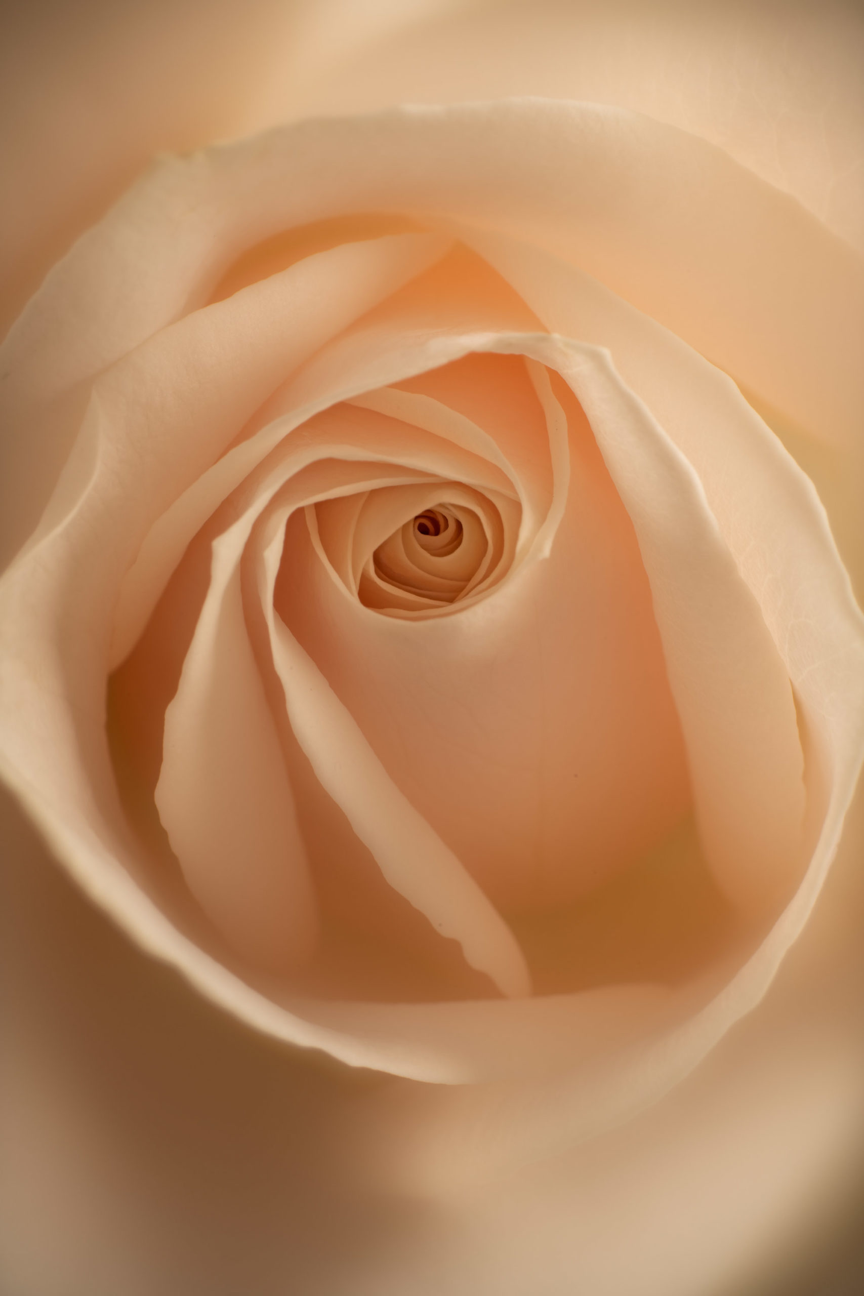 White Rose © Harold Davis