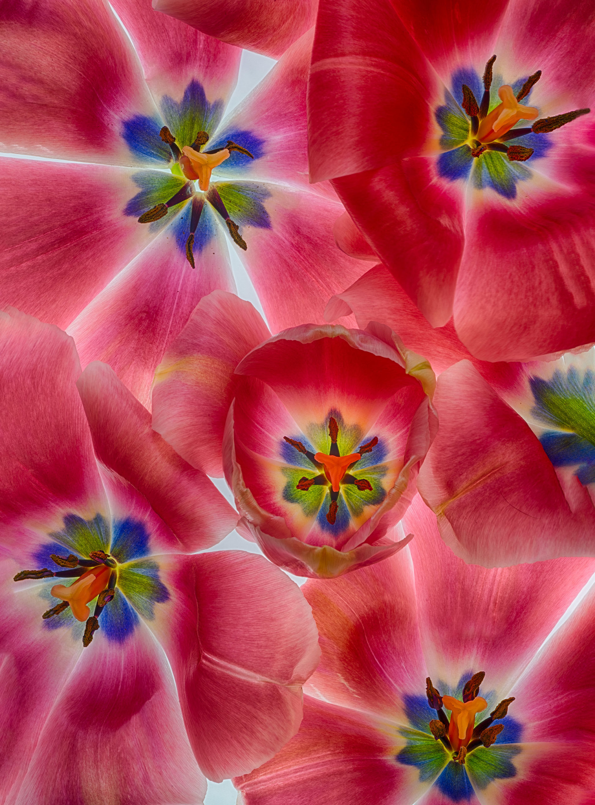 Tulip Fandango © Harold Davis