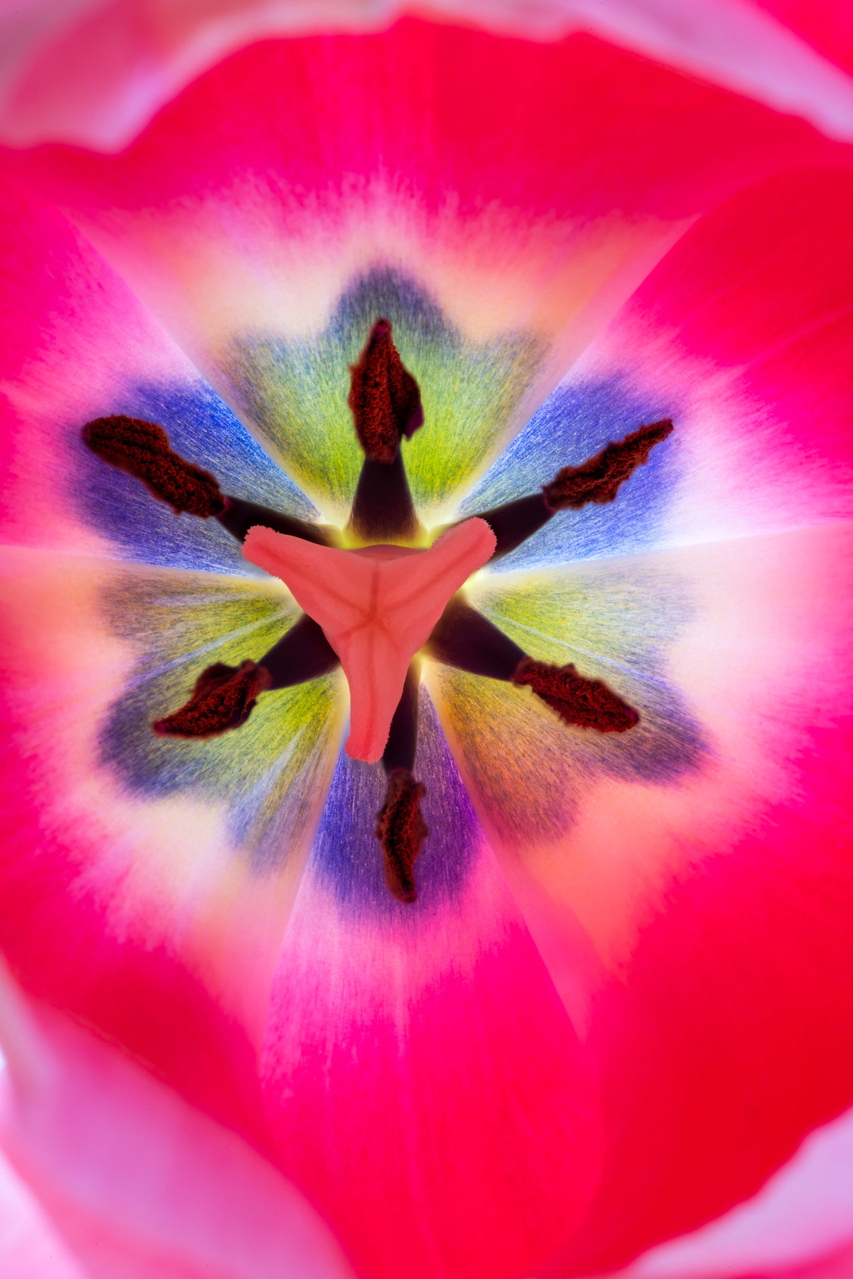 Tulip like Stained Glass © Harold Davis