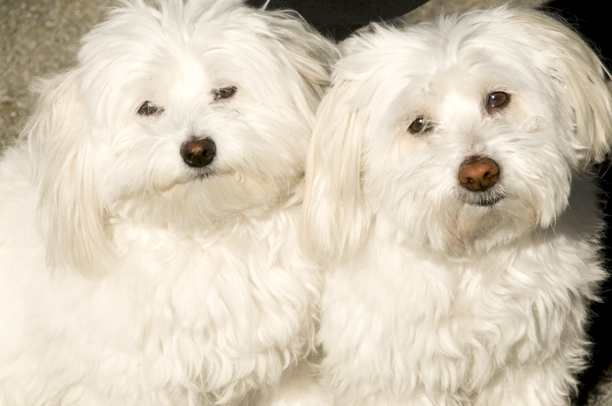 Cute White Puppies © Harold Davis