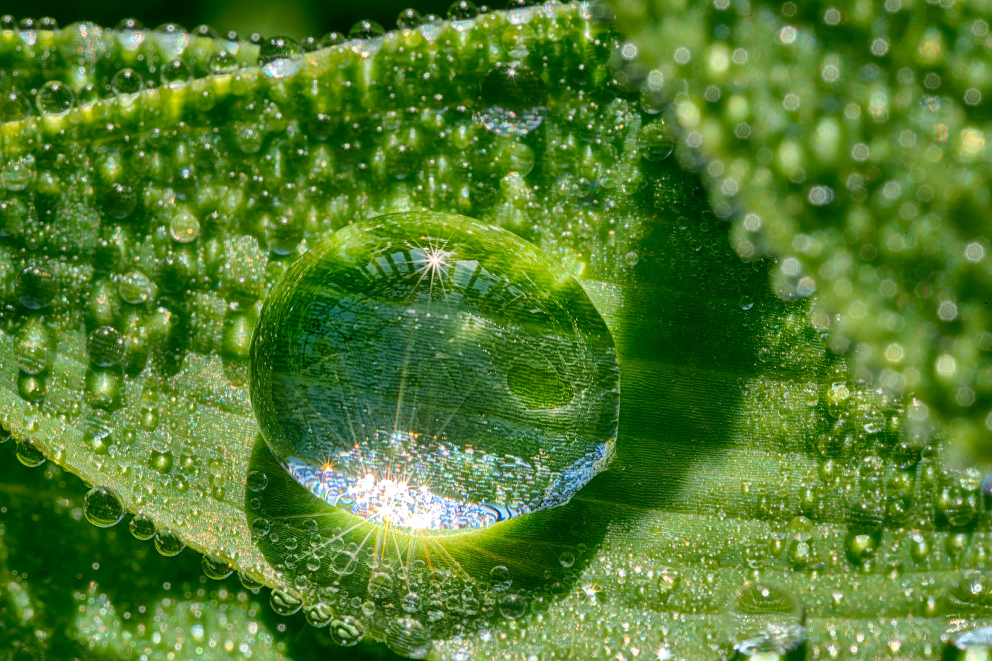 I. Introduction to Macro Water Droplet Photography