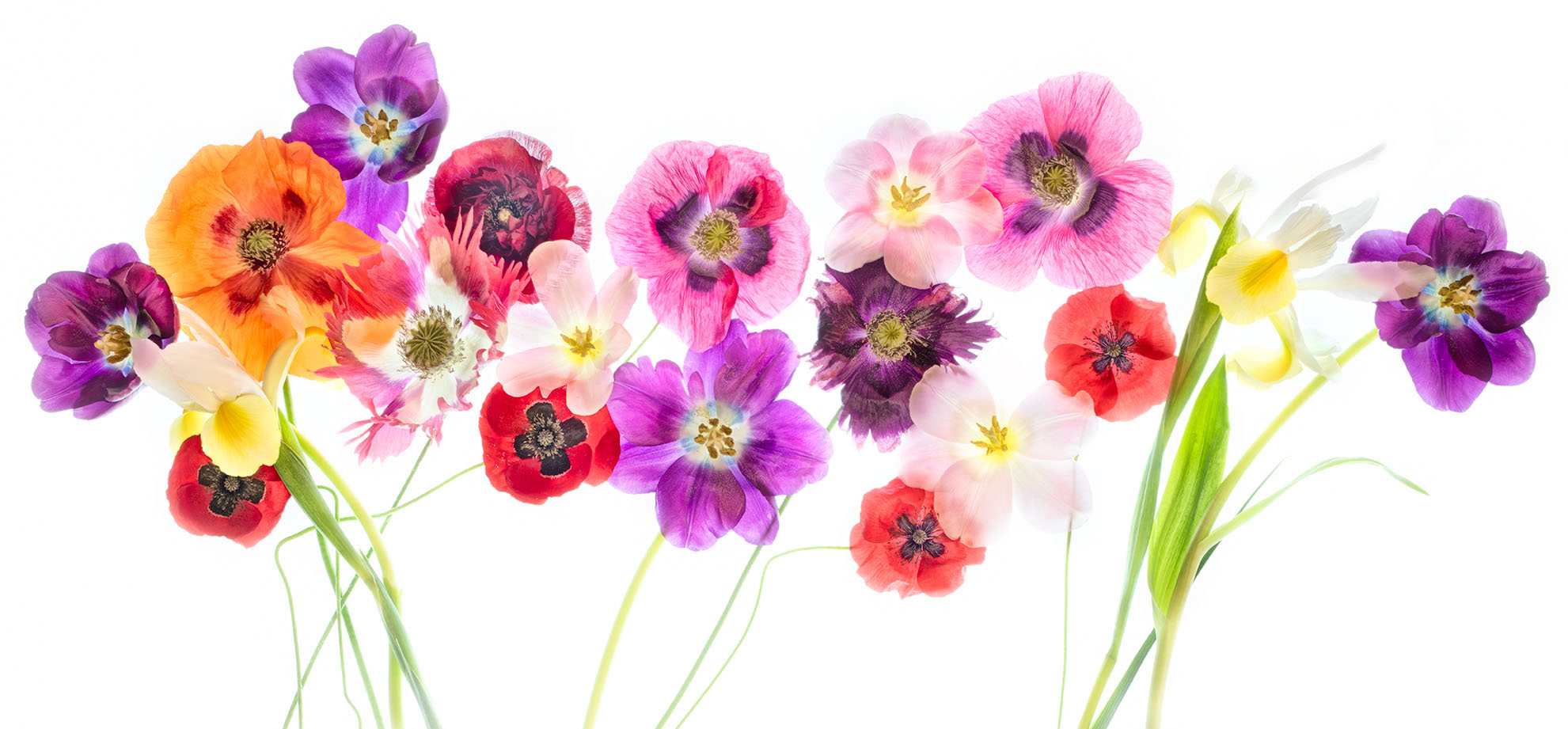 Papaver Party © Harold Davis