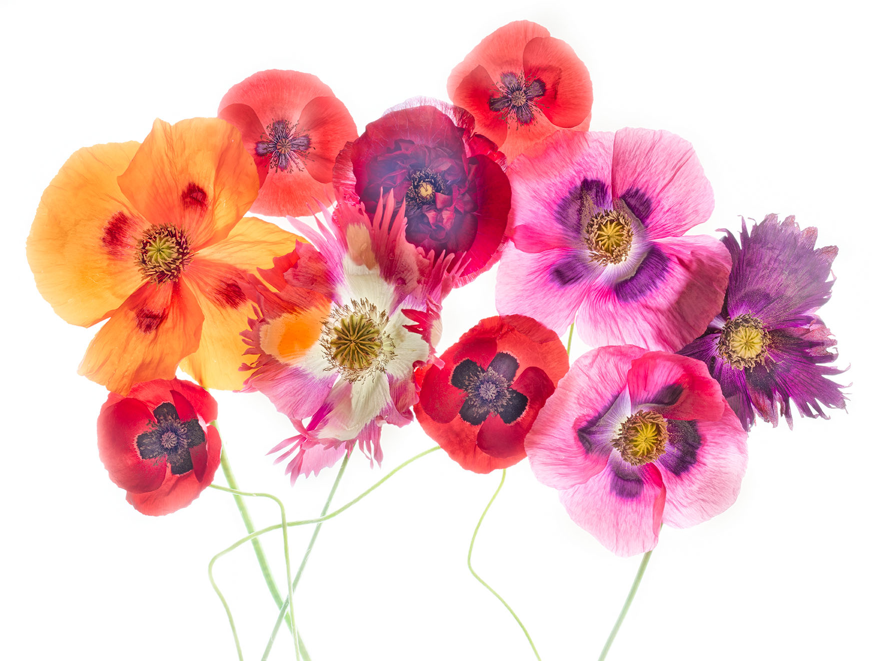 Poppies from our Garden Path © Harold Davis