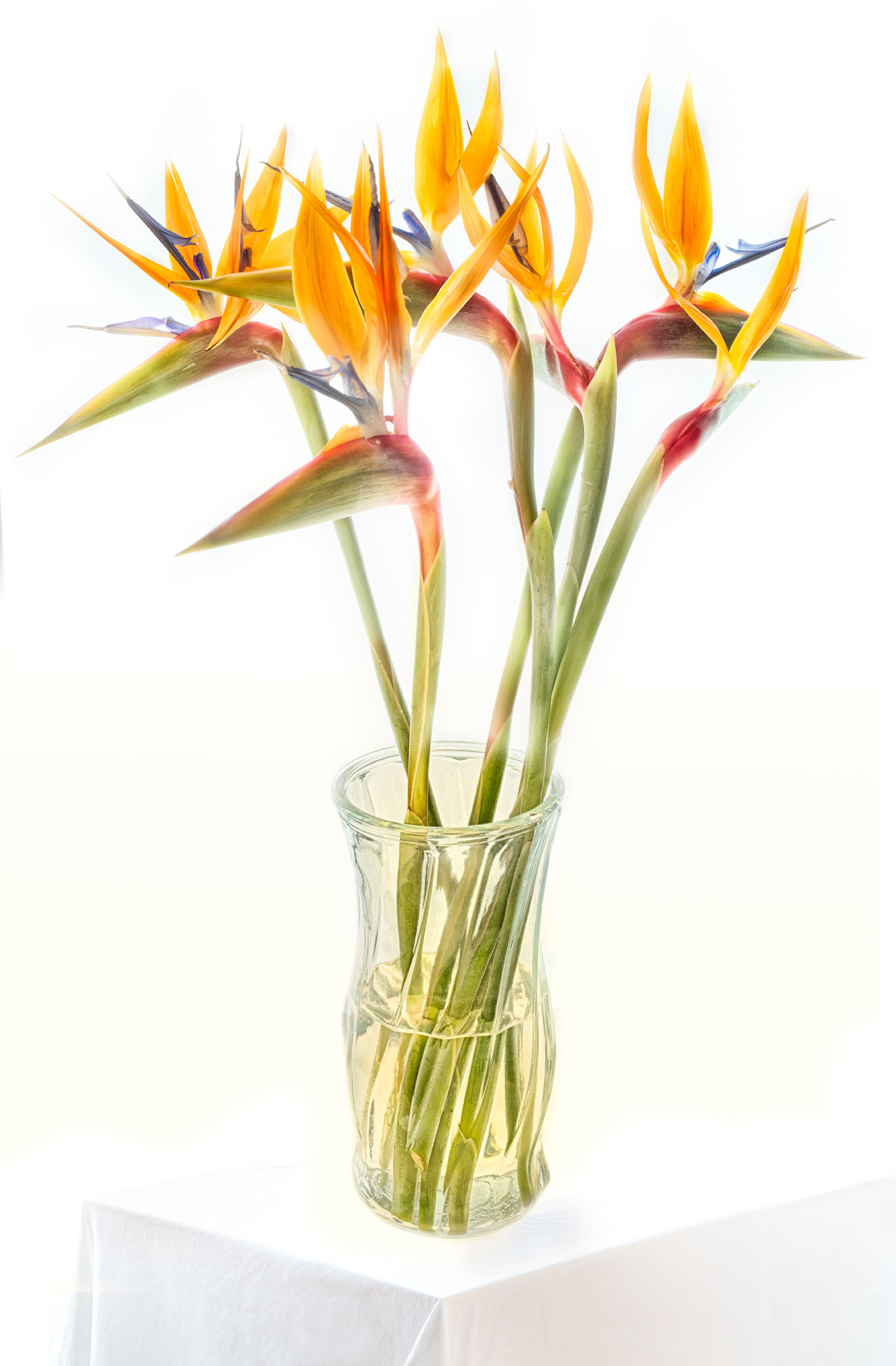 Birds of Paradise in a Glass Vase © Harold Davis