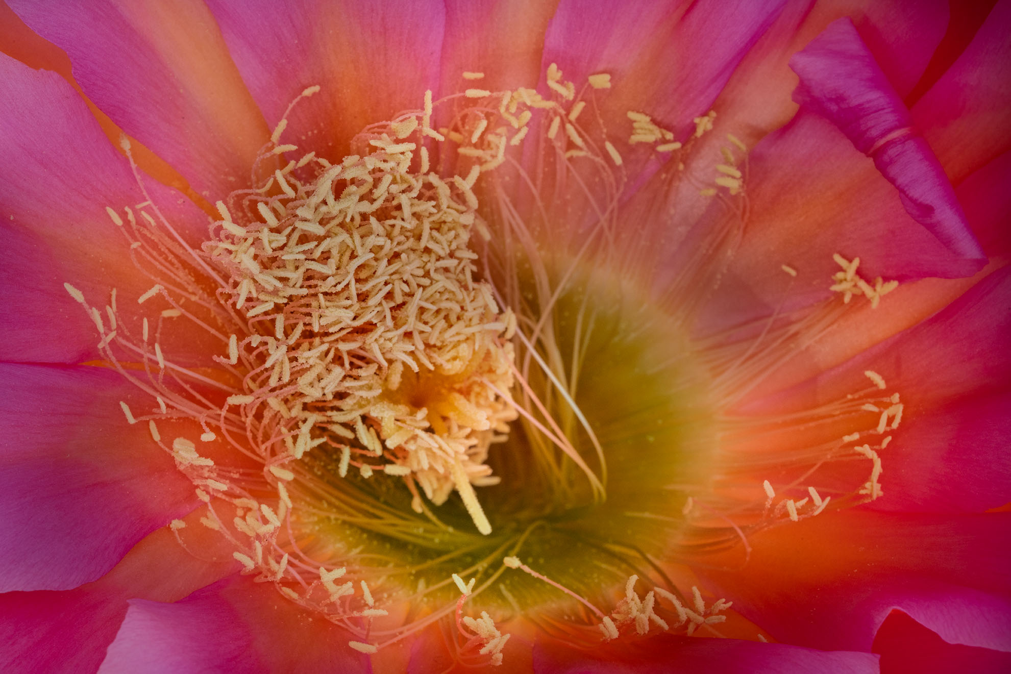 Spiral Cactus Flower © Harold Davis