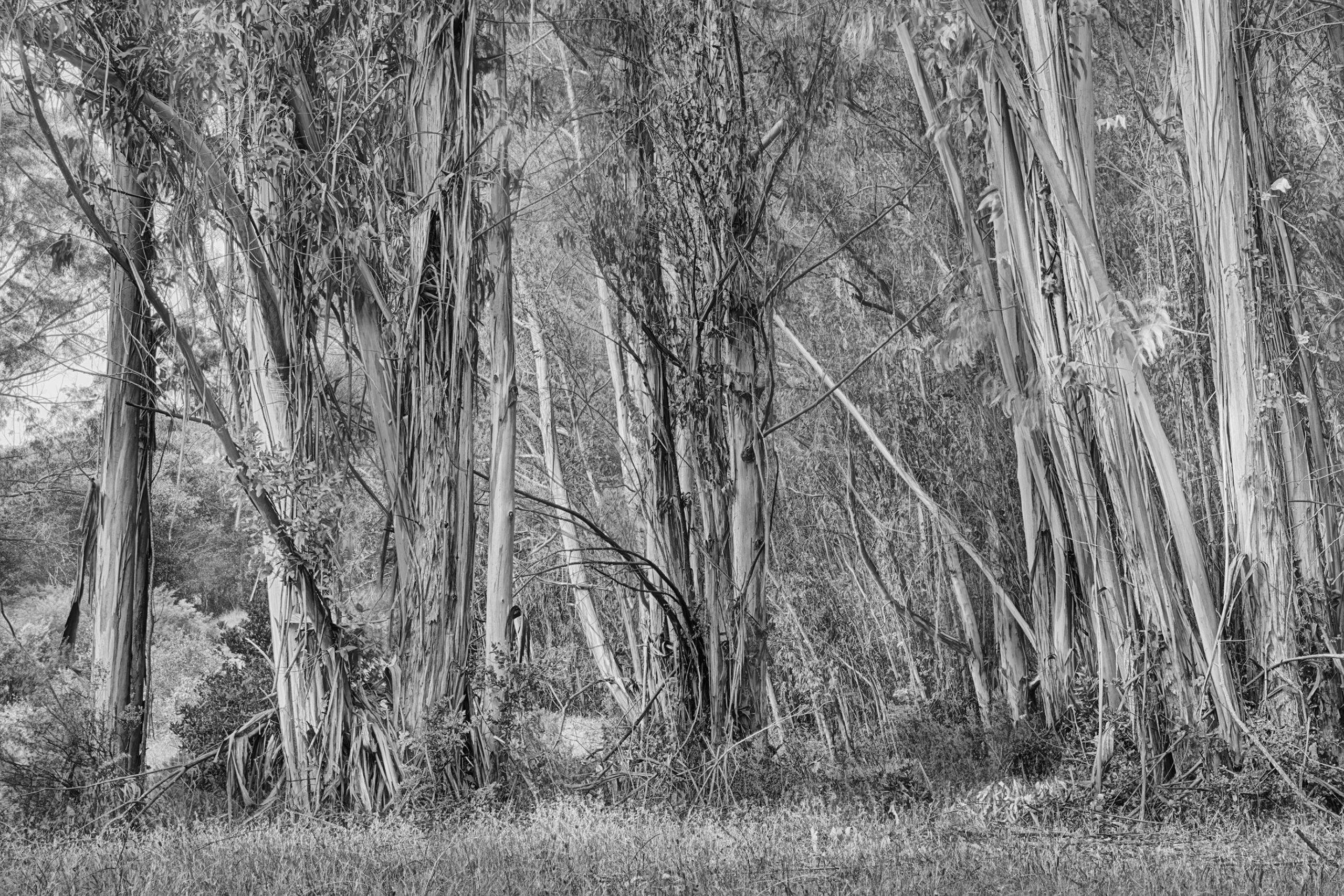 Eucalyptus Forest © Harold Davis
