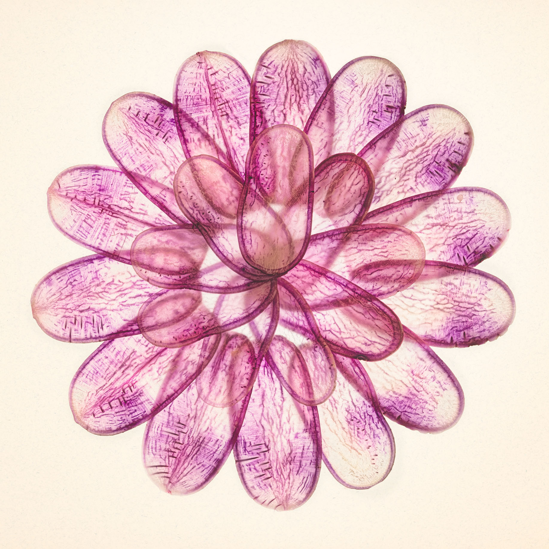Flower Made from Radish Slices © Harold Davis
