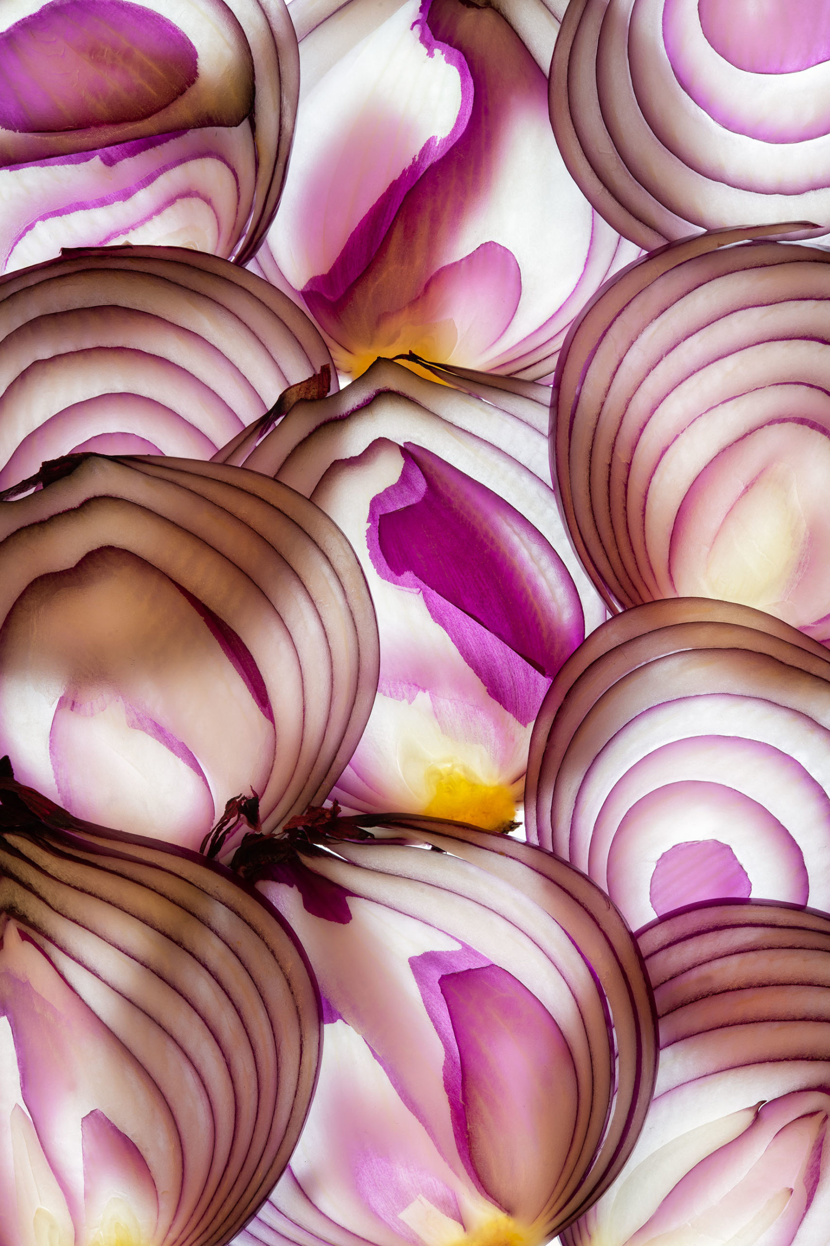 Red Onion Slices © Harold Davis