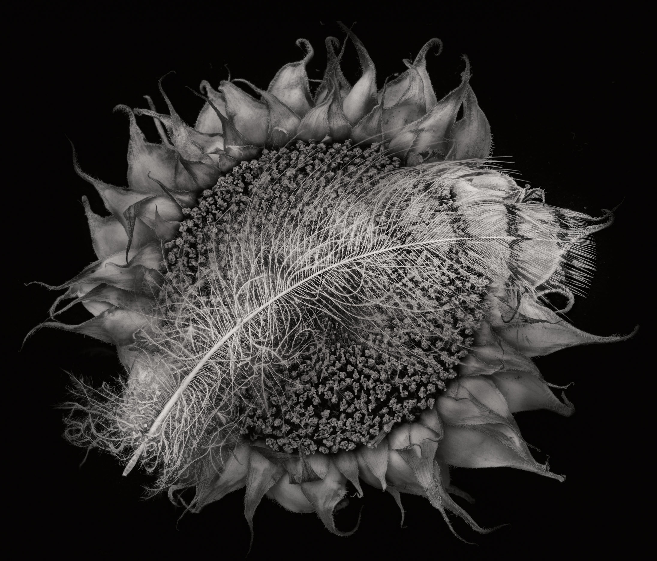 Hawk Feather and Dried Sunflower © Harold Davis