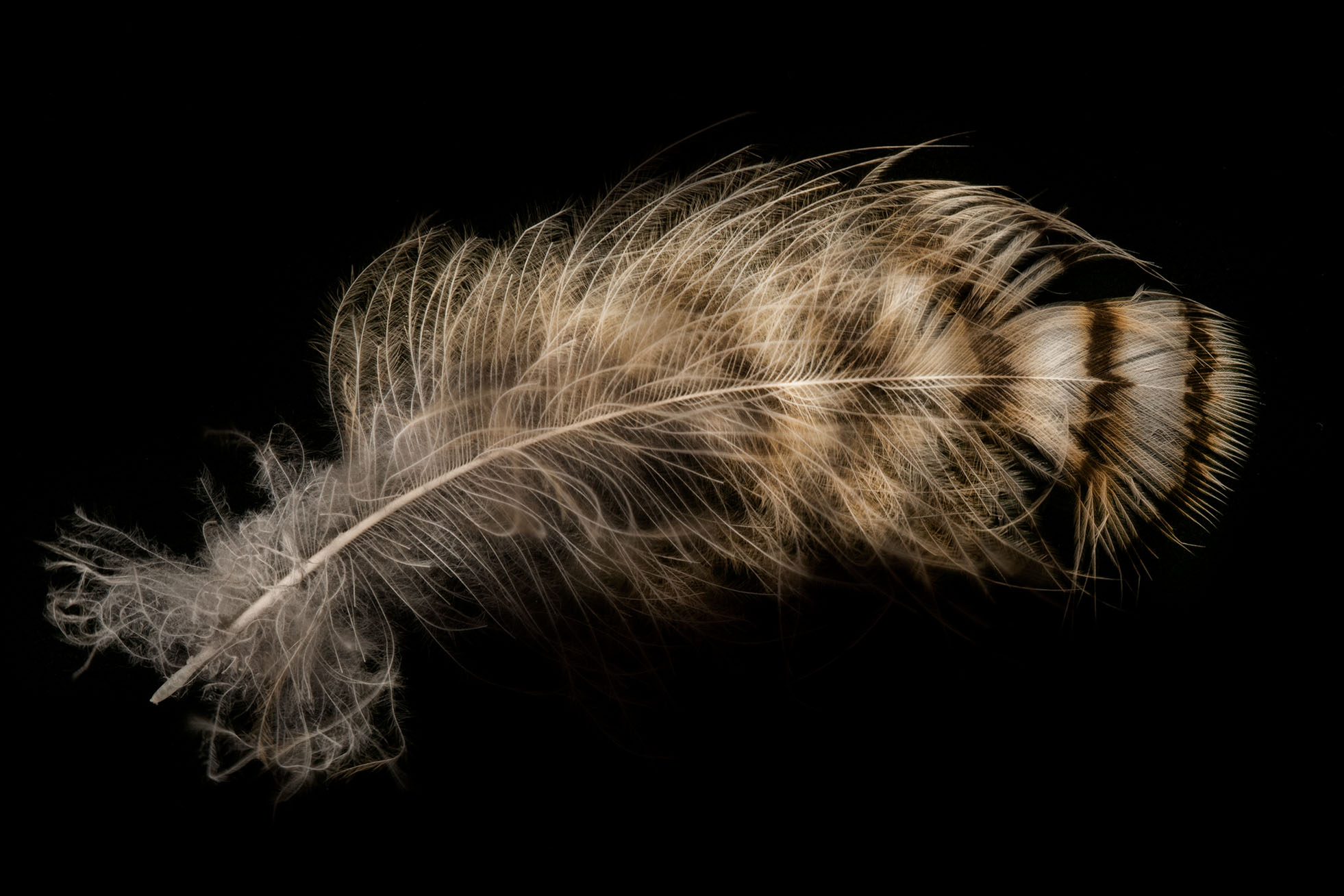 Hawk Feather © Harold Davis