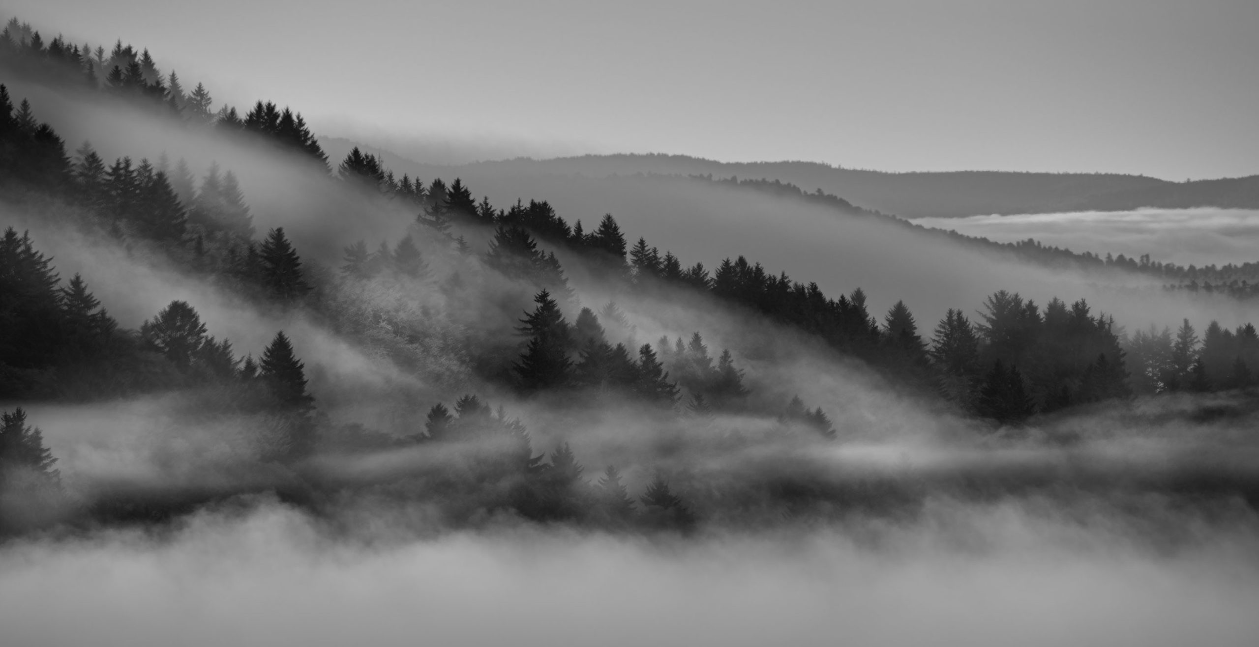 Morning Mist © Harold Davis