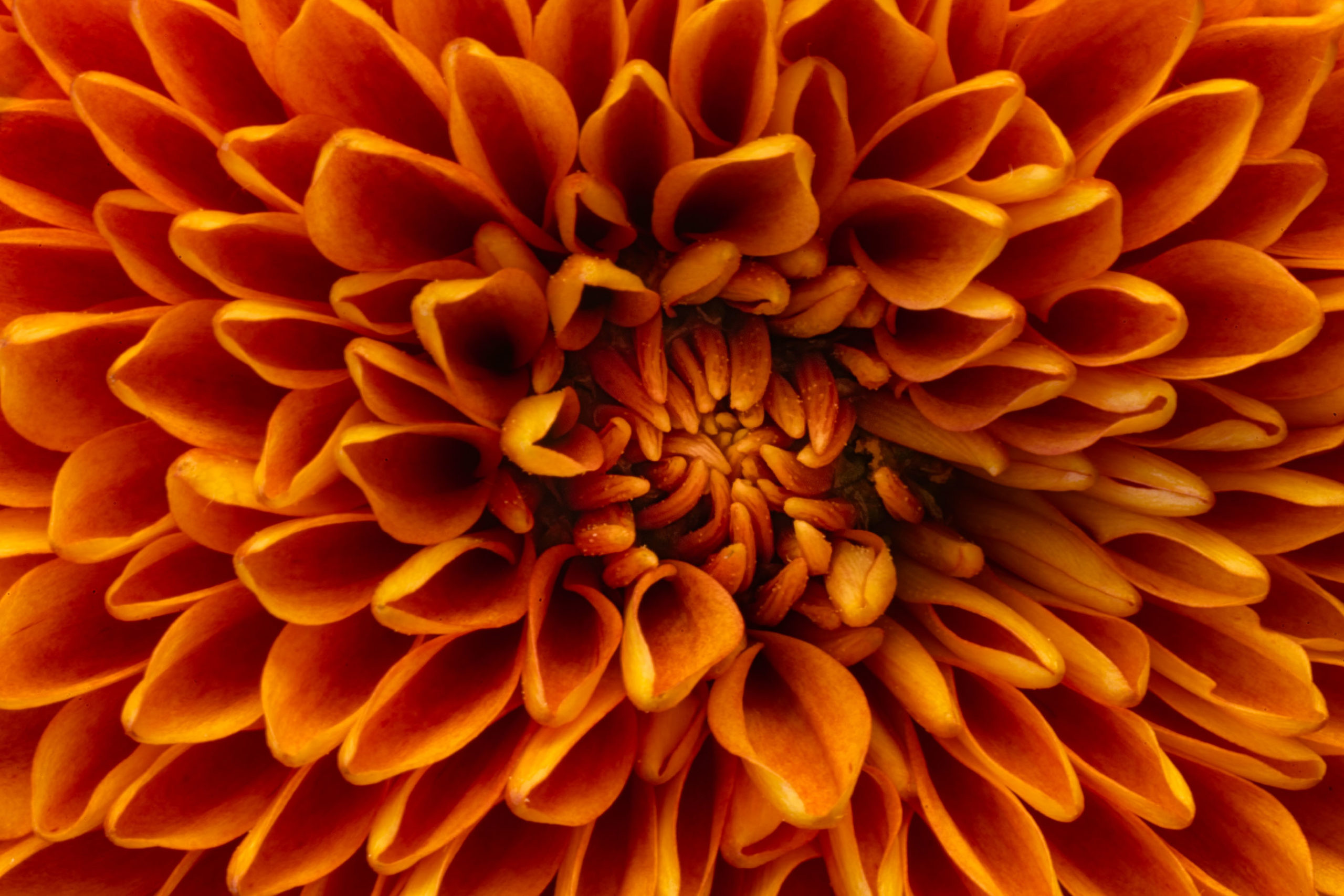 Pom Pom Chrysanthemum Orange