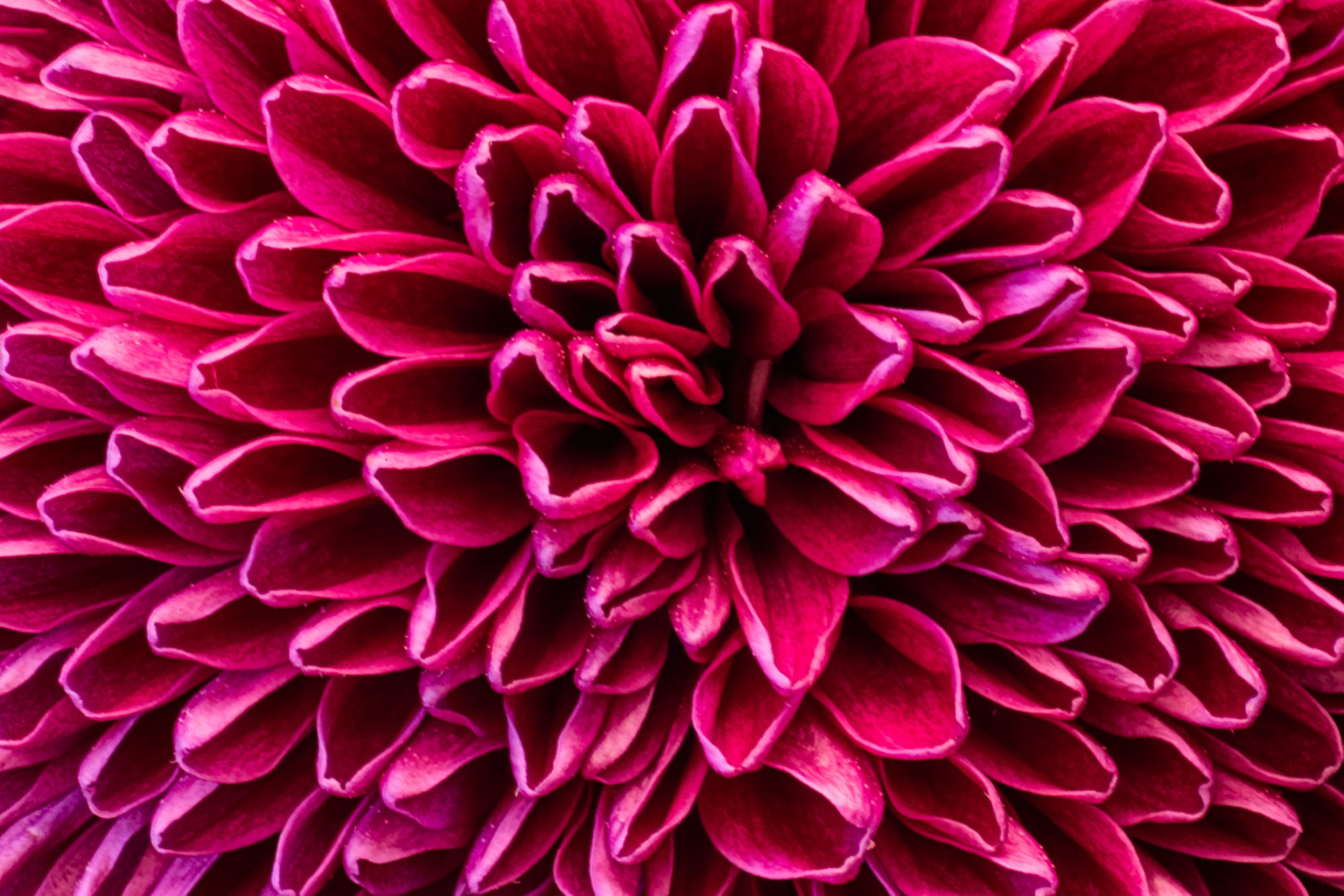 Pom Pom Chrysanthemum Purple © Harold Davis