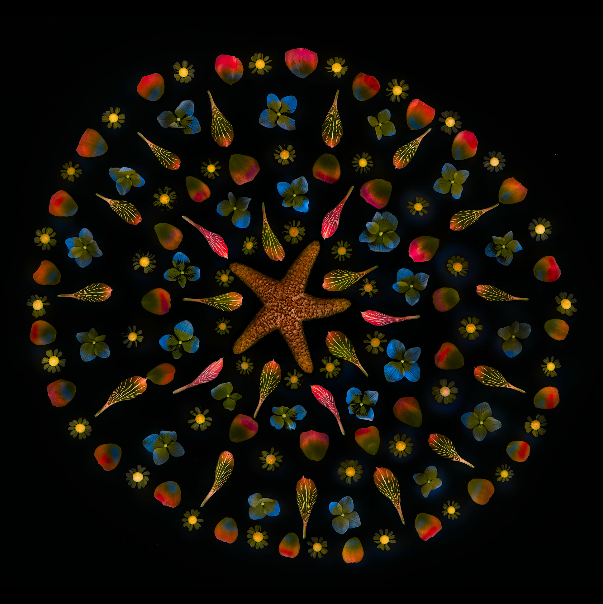 Starfish Mandala Inversion © Harold Davis