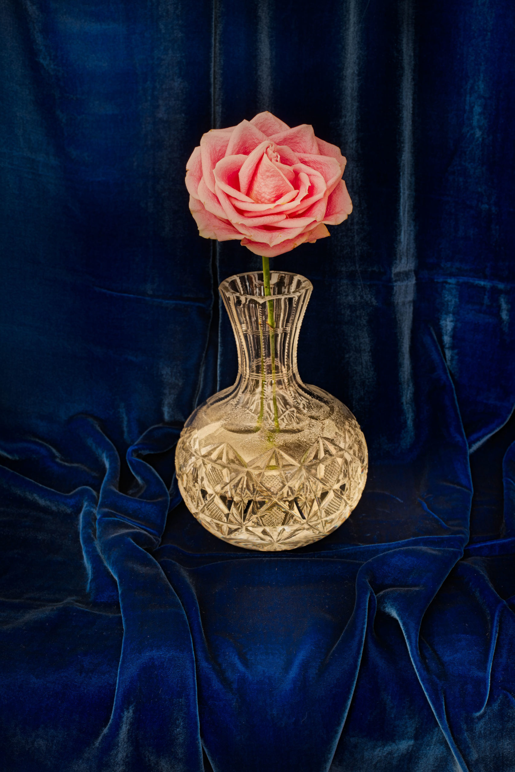Rose on Blue Velvet © Harold Davis
