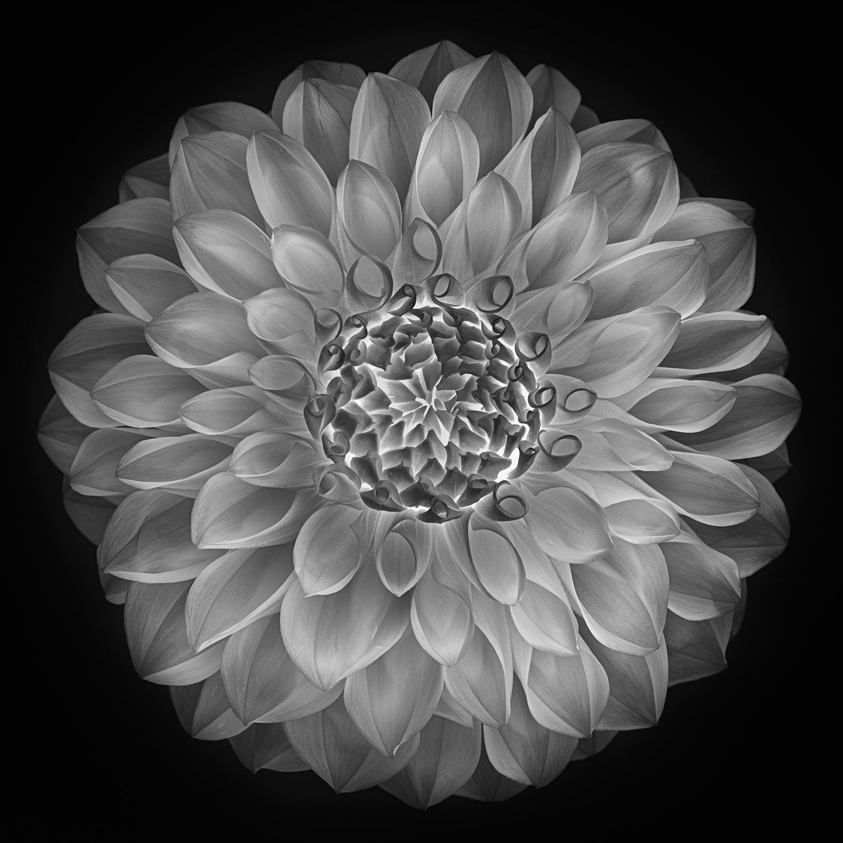 White Dahlia Inversion © Harold Davis