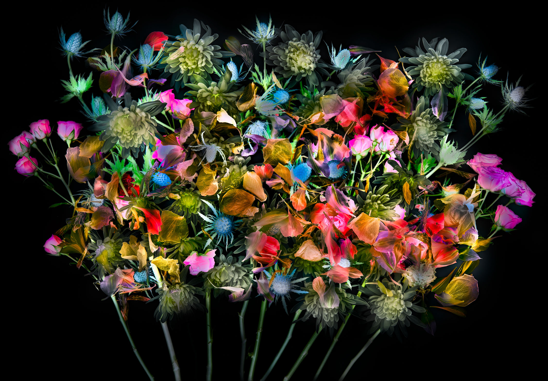 Flowers are Multitudes Inversion © Harold Davis