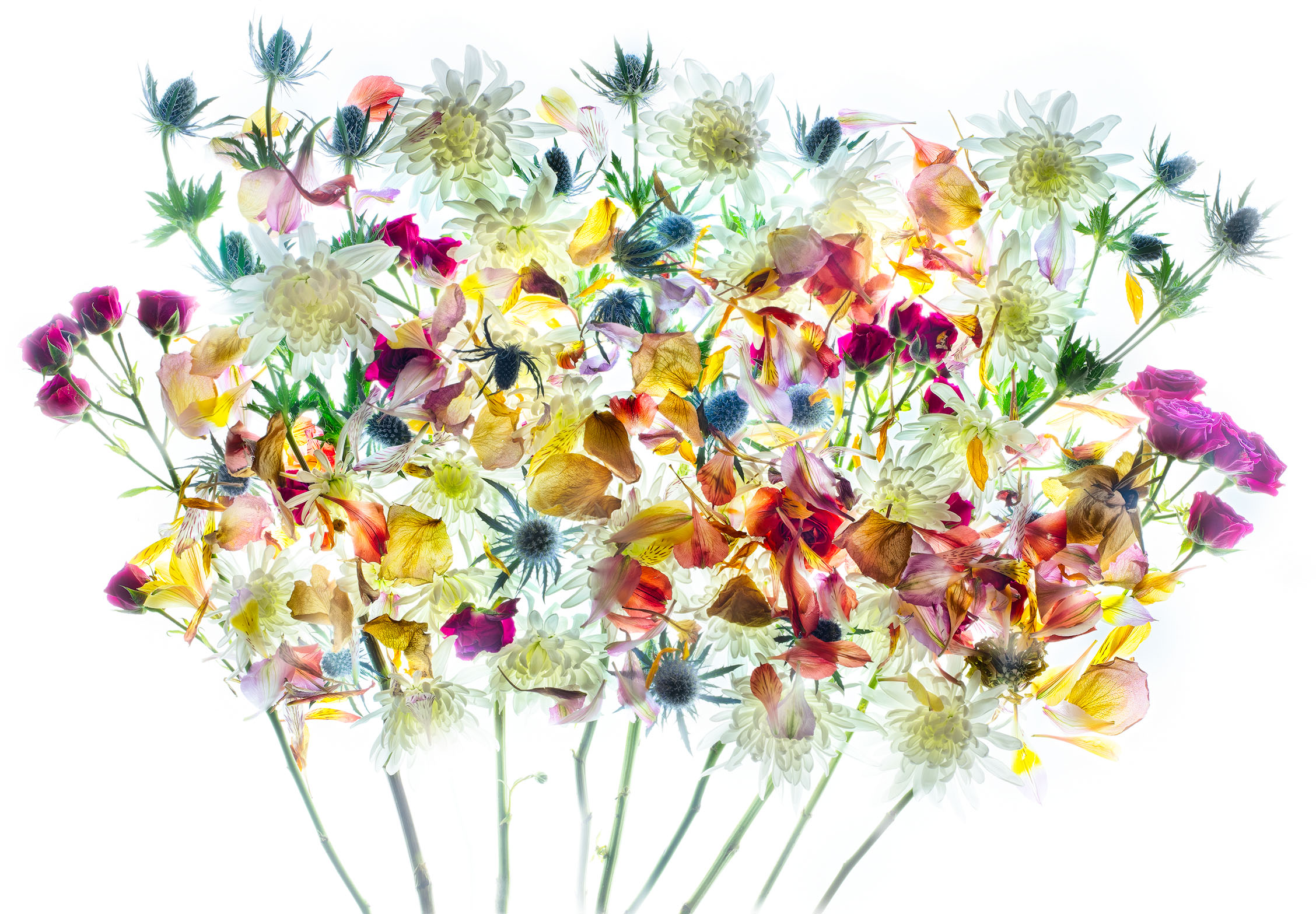 Flowers are Multitudes © Harold Davis
