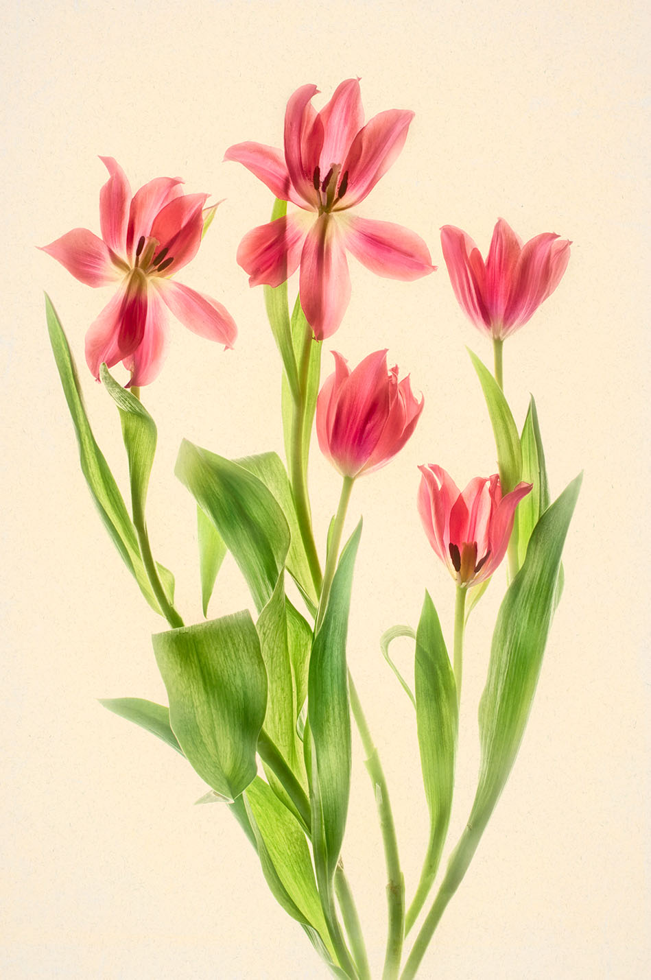 Red Tulips © Harold Davis
