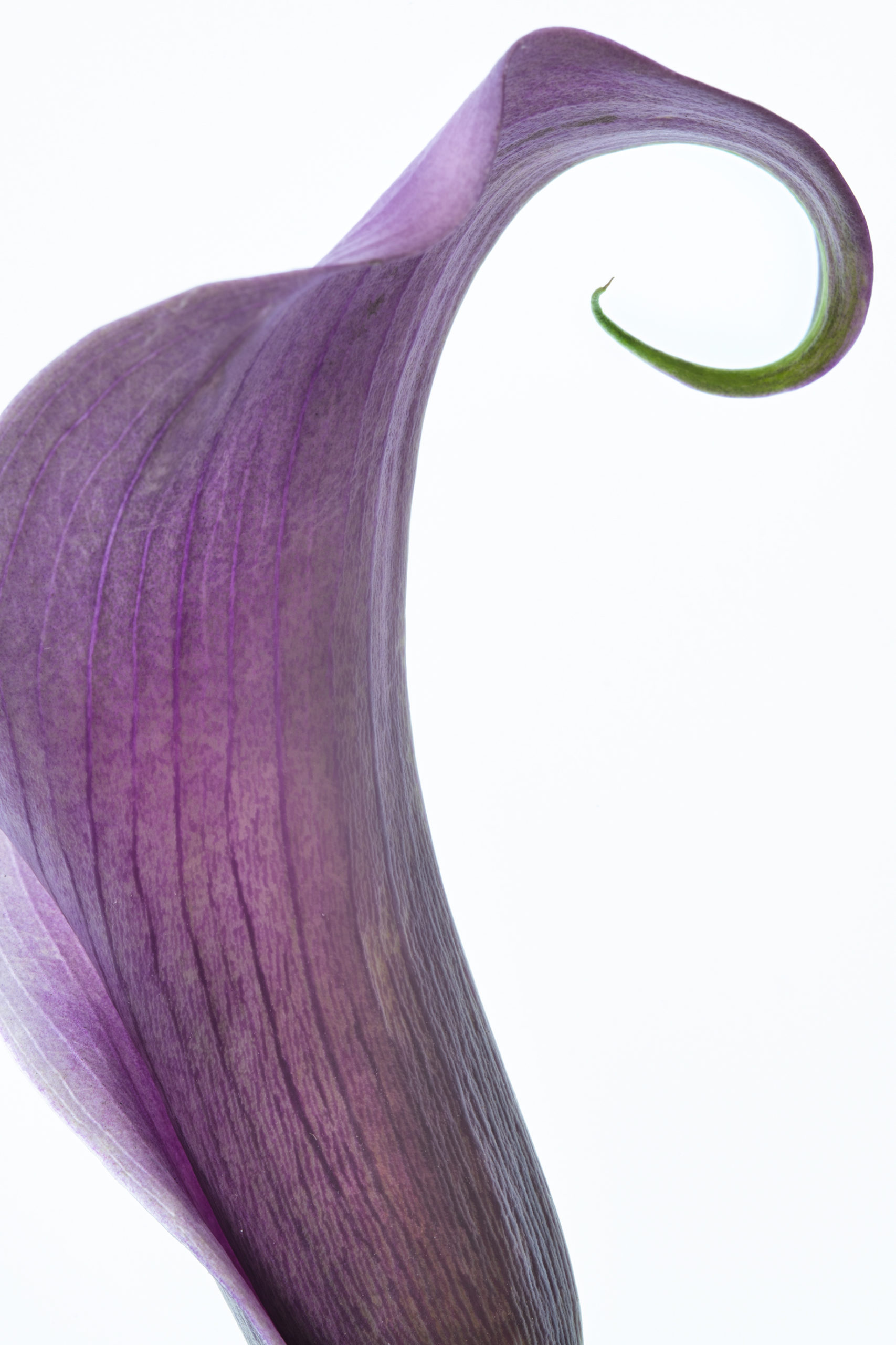 Purple Cala Lily © Harold Davis