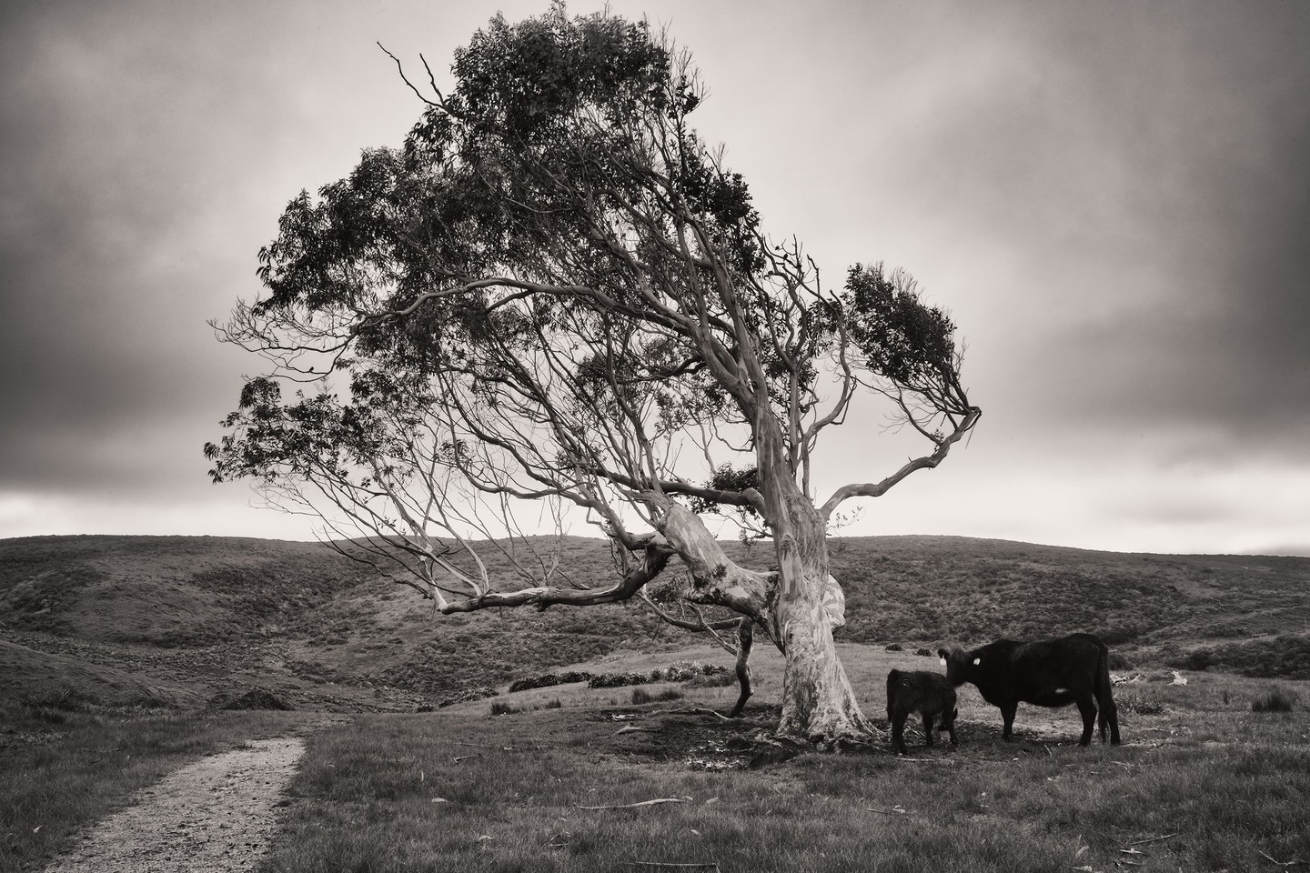 Tree and Two Cows, Point Reyes