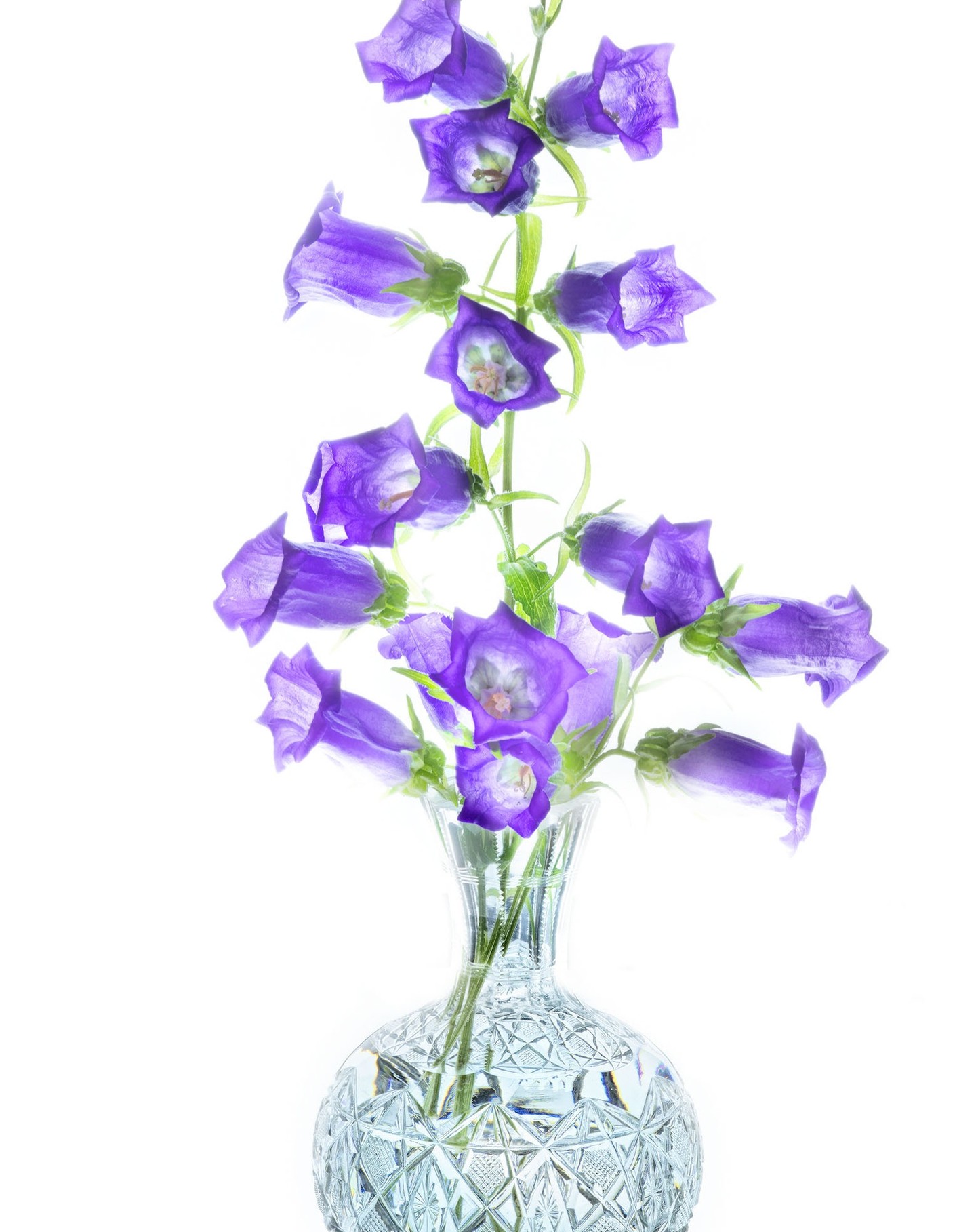 Campanulas in a Vase © Harold Davis