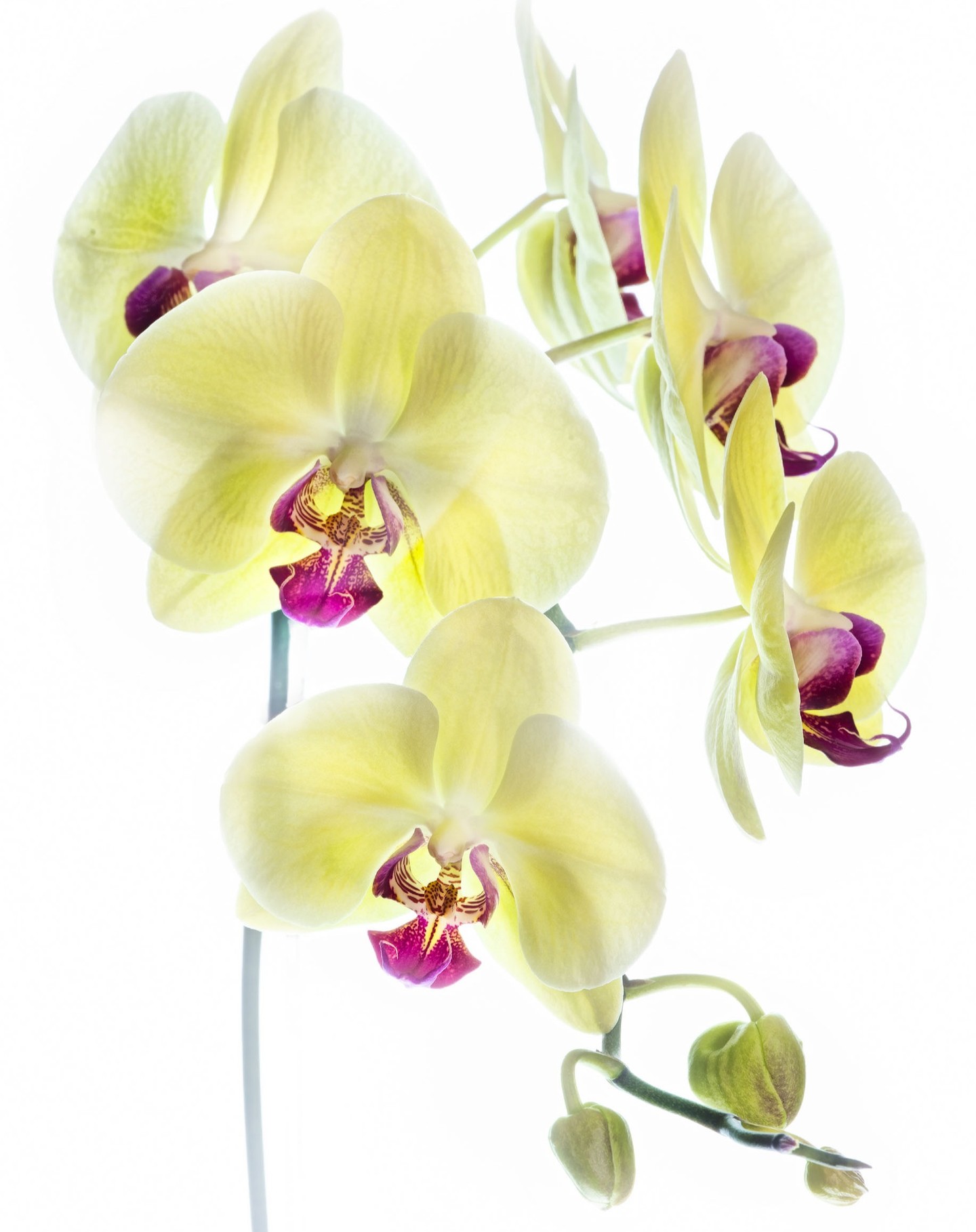 Orchid © Harold Davis