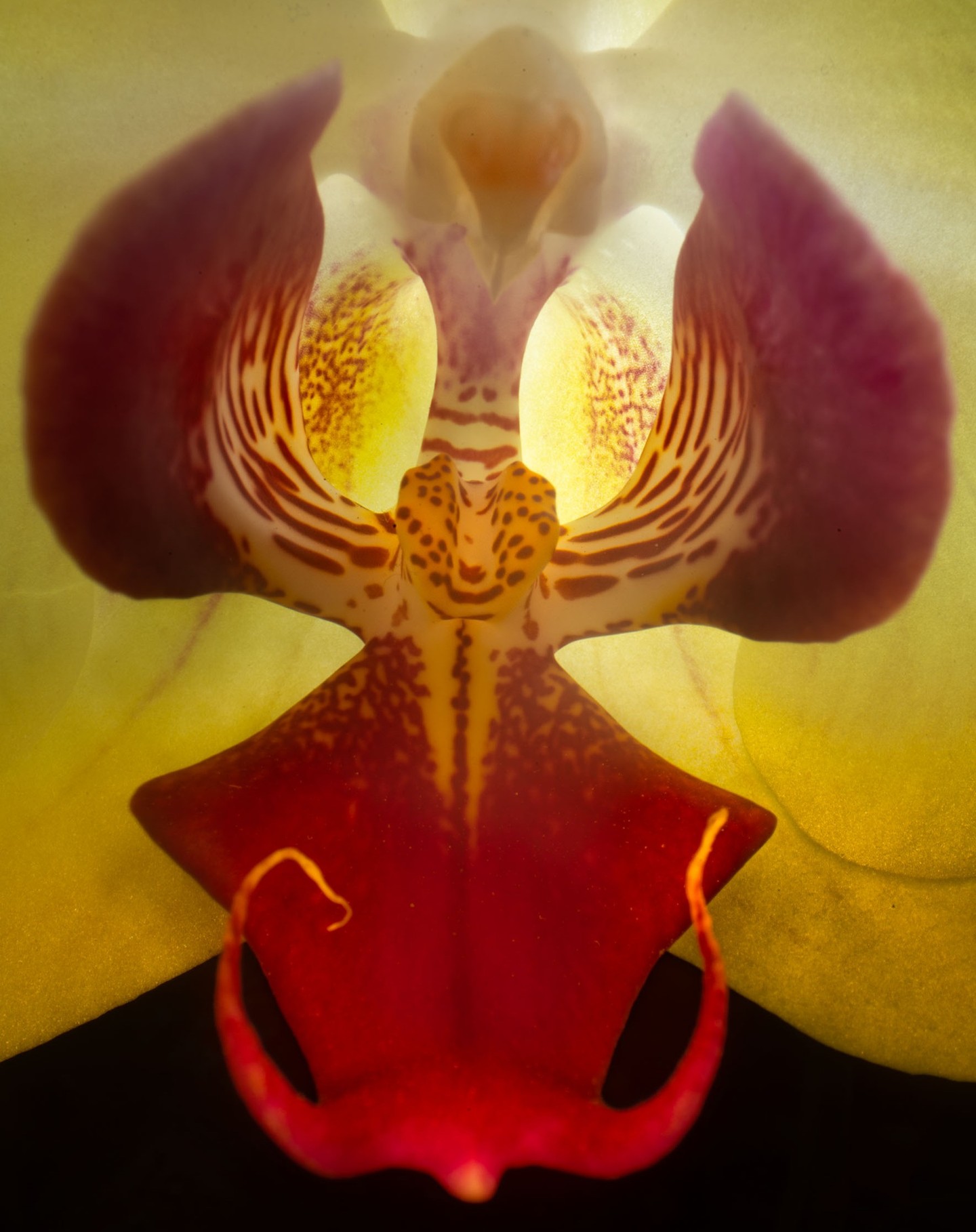 Phalaenopsis © Harold Davis