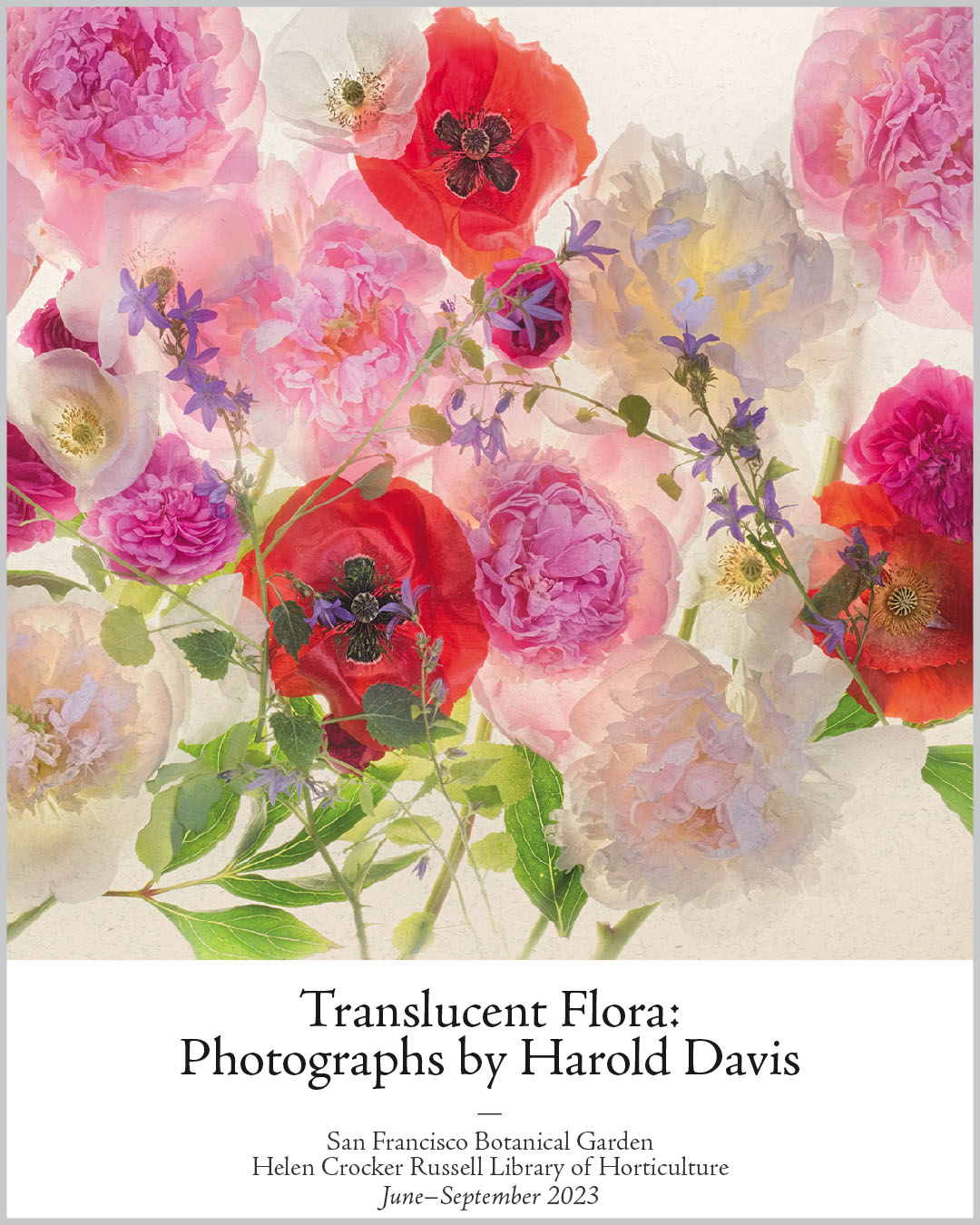 Upcoming Exhibition | Translucent Flora: Photographs by Harold Davis