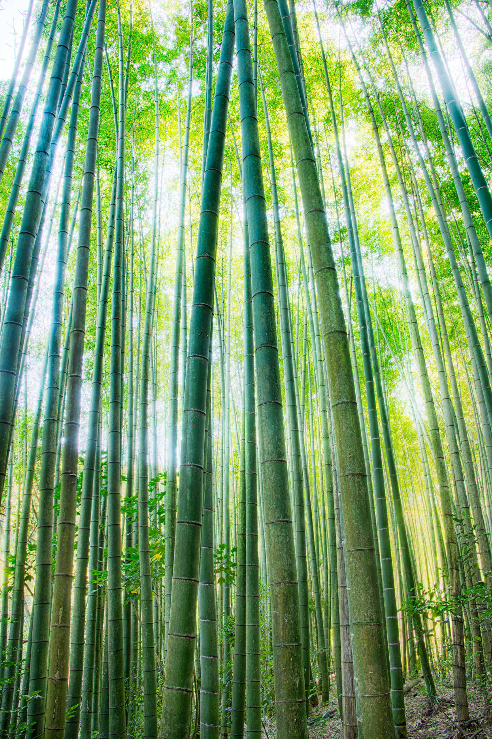 Bamboo Woods near Kyoto