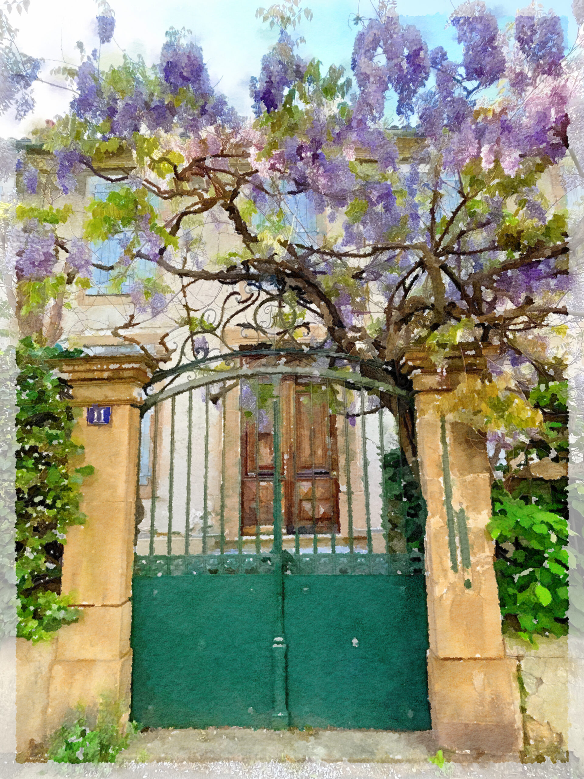 French Wisteria