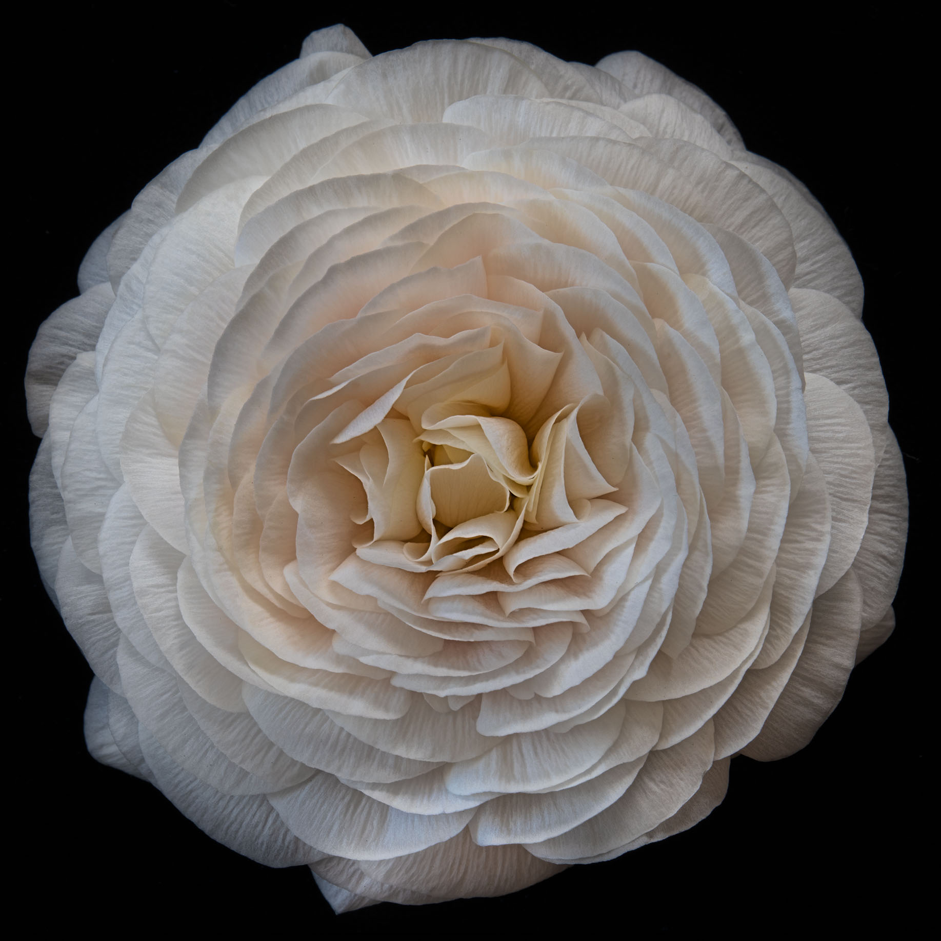 Ranunculus